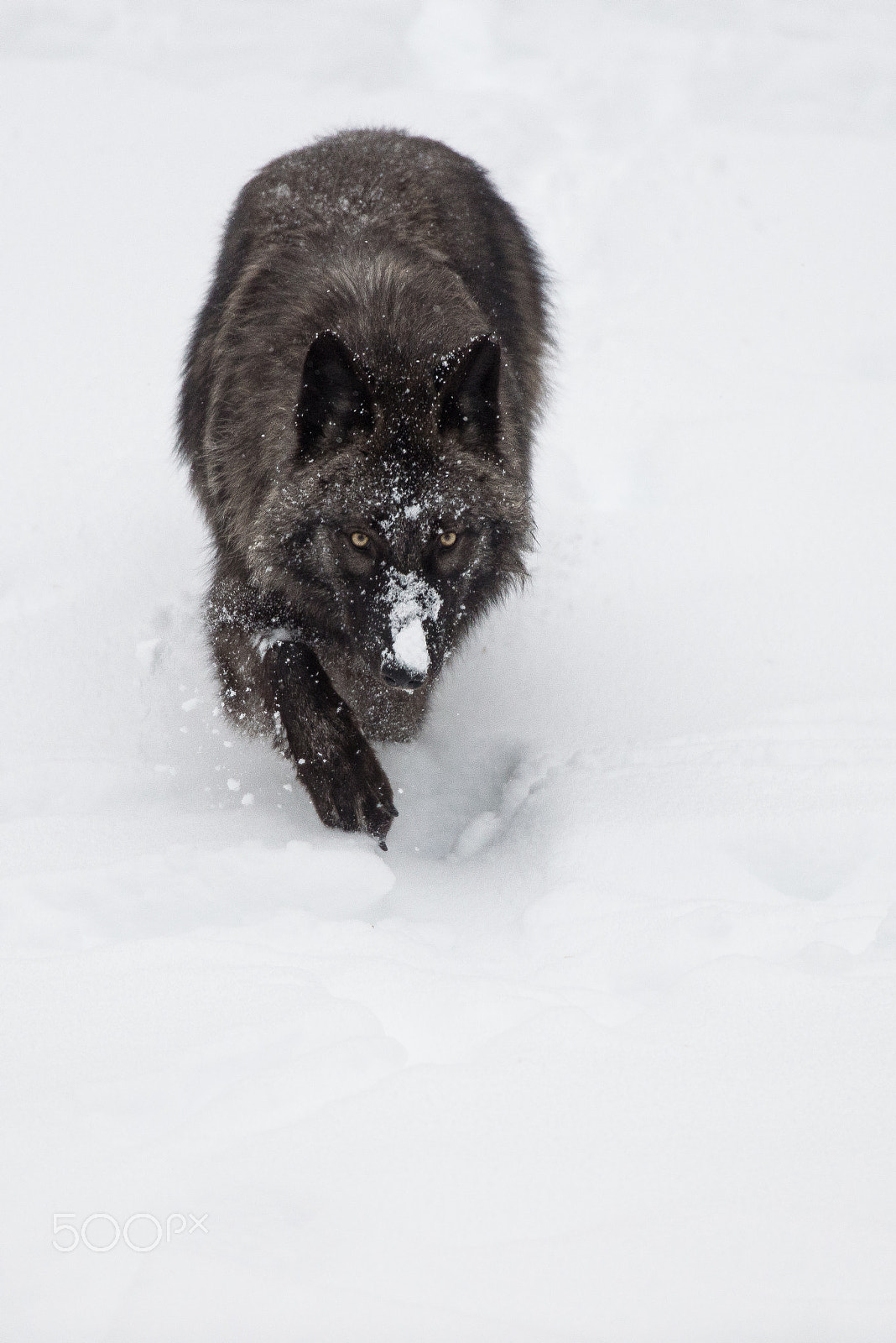 Nikon D600 + Nikon AF-S Nikkor 600mm F4D ED-IF II sample photo. Black wolf photography