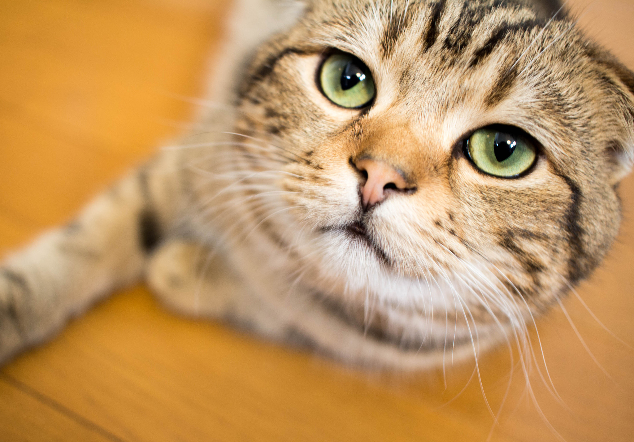 Canon EOS 100D (EOS Rebel SL1 / EOS Kiss X7) sample photo. Cat photography