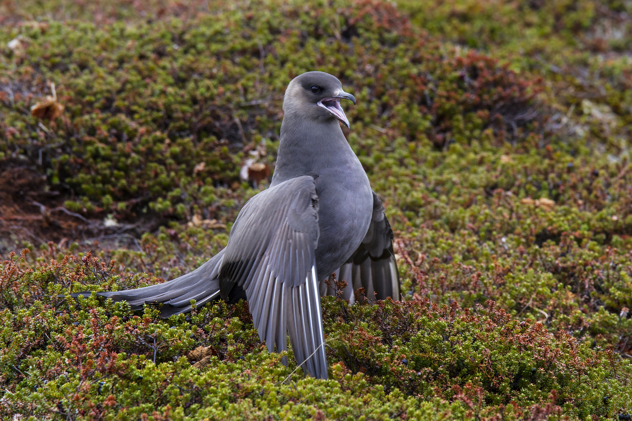 Canon EF 300mm F2.8L IS USM sample photo. Parasitic jaeger (stercorarius parasiticus) dark morph photography