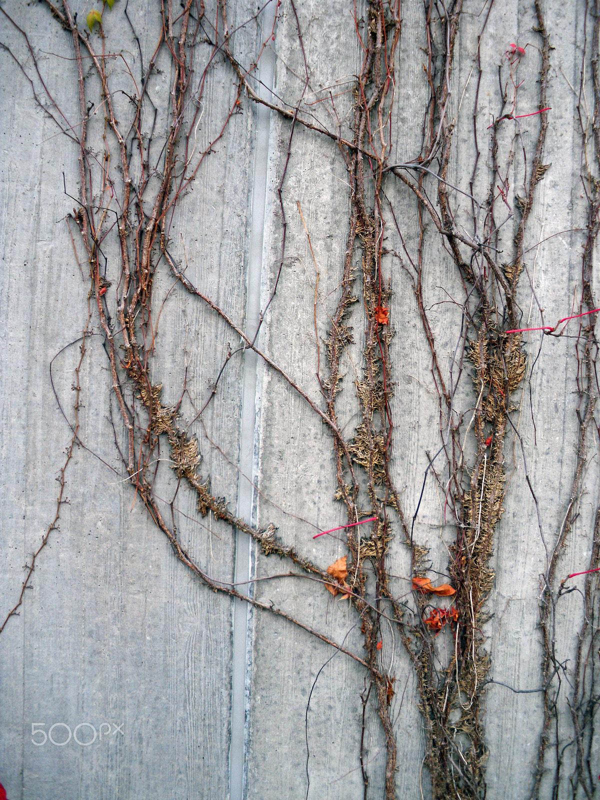 Pentax Optio M60 sample photo. Autumn art photography