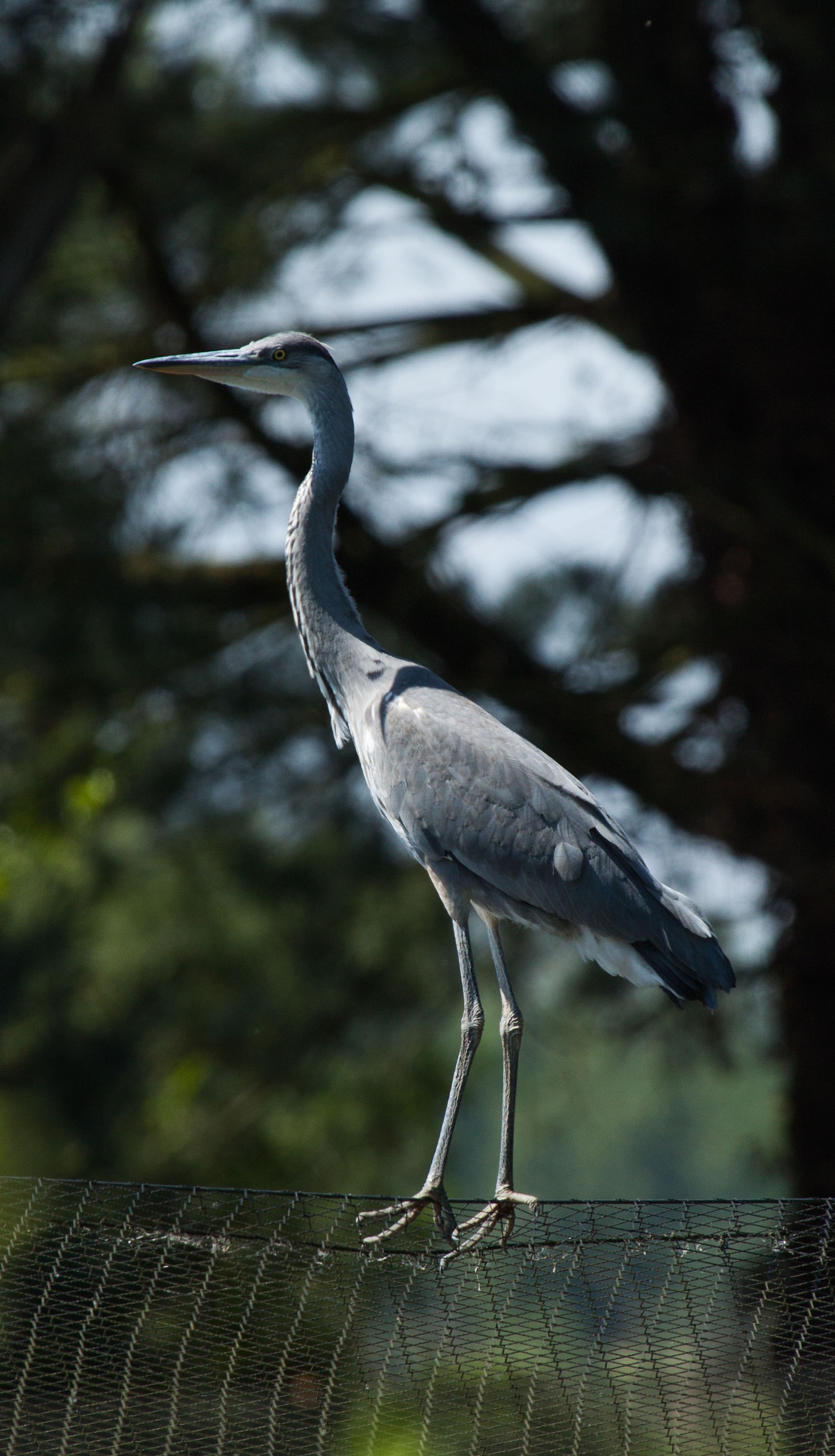 Canon EF 100-400mm F4.5-5.6L IS USM sample photo. Airone cenerino photography