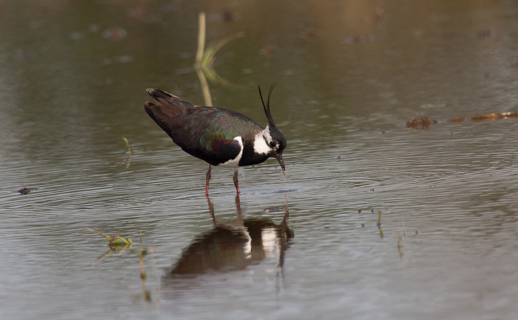 Canon EF 100-400mm F4.5-5.6L IS USM sample photo. Pavoncella photography