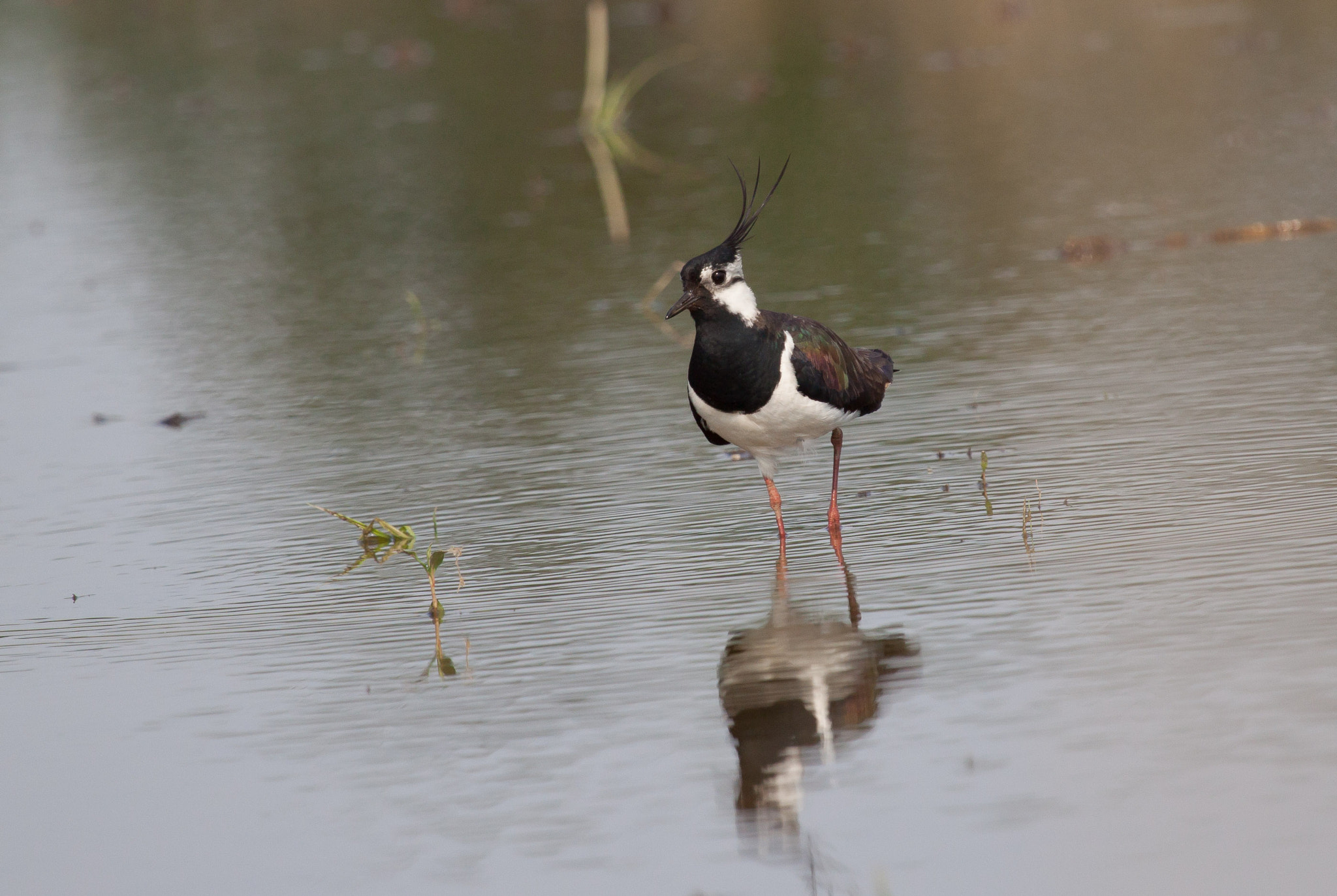 Canon EF 100-400mm F4.5-5.6L IS USM sample photo. Pavoncella photography