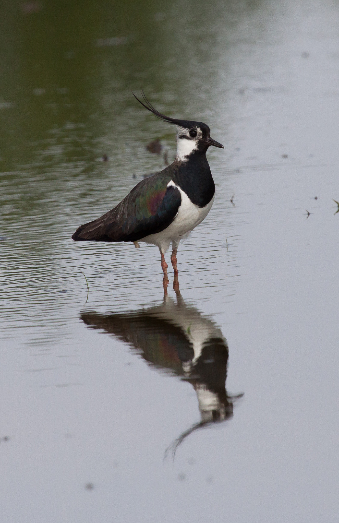 Canon EF 100-400mm F4.5-5.6L IS USM sample photo. Pavoncella photography
