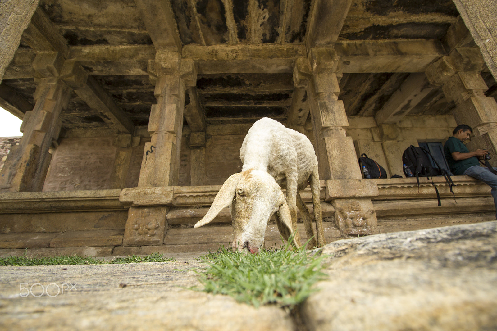 Canon EF-S 10-18mm F4.5–5.6 IS STM sample photo. Goat... photography