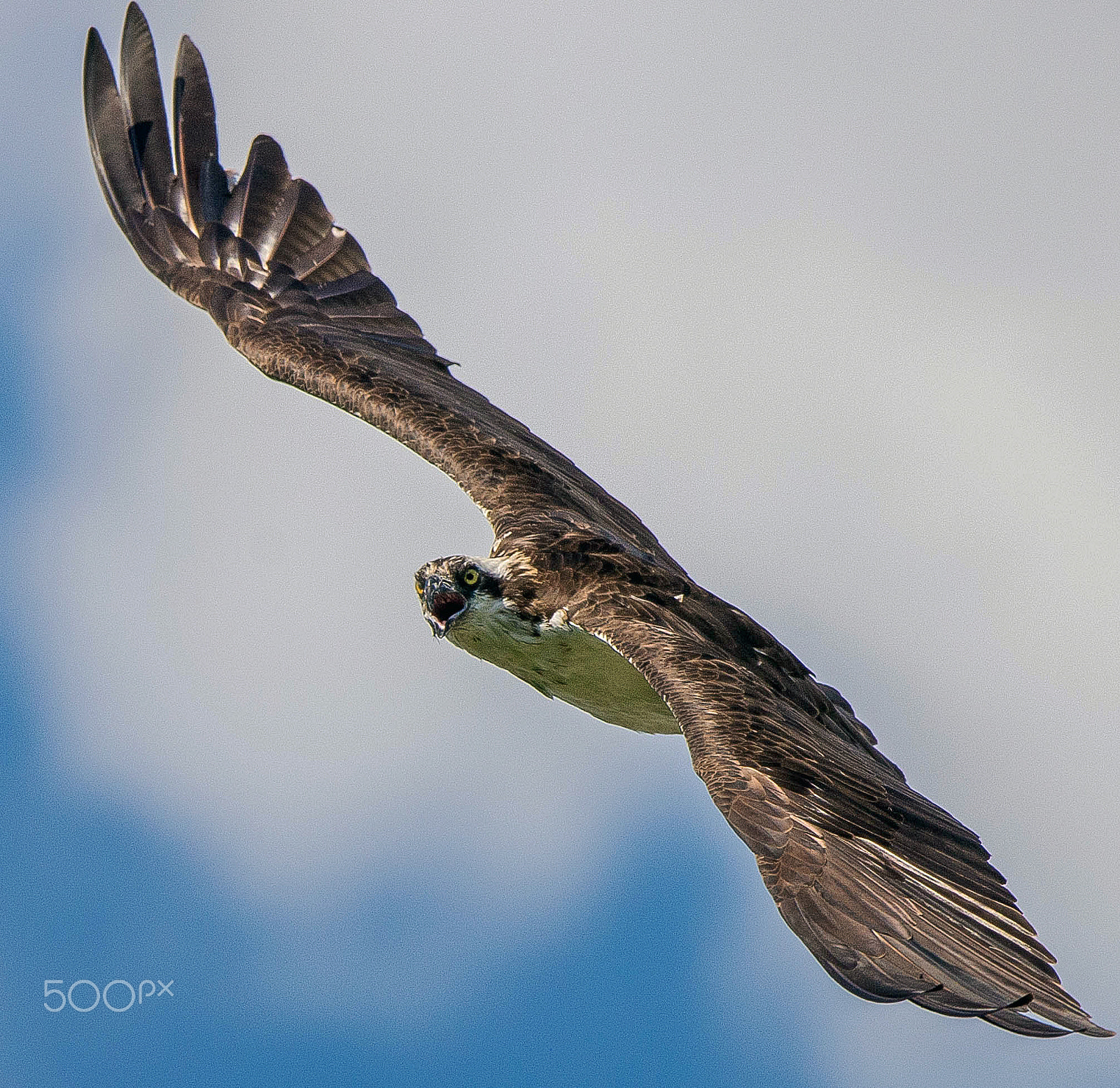 Nikon D600 sample photo. Osprey... photography