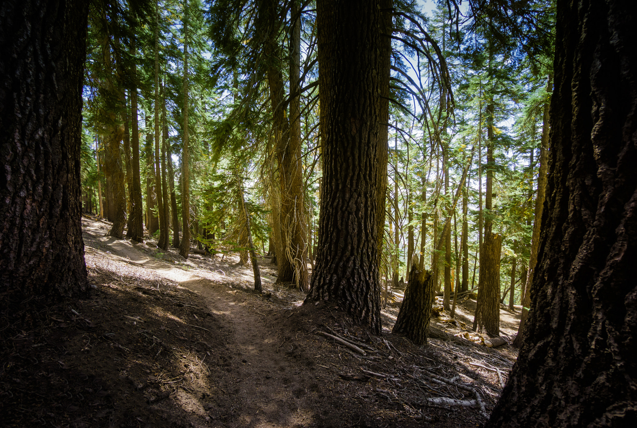 Sony Alpha NEX-7 + Sony E 10-18mm F4 OSS sample photo. Norwegian woods photography