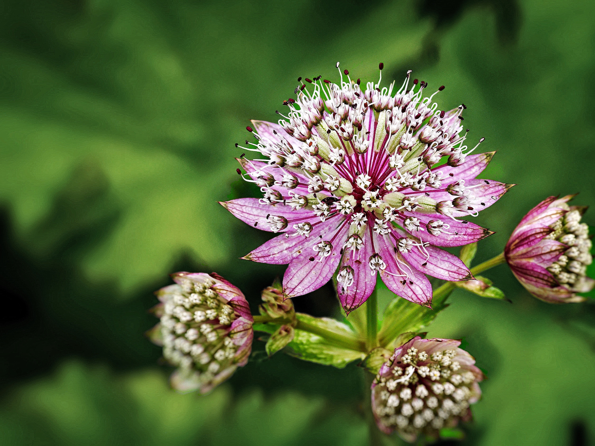 Sony ILCA-77M2 + 90mm F2.8 Macro SSM sample photo. Astrantia major ‚ruby cloud‘ photography