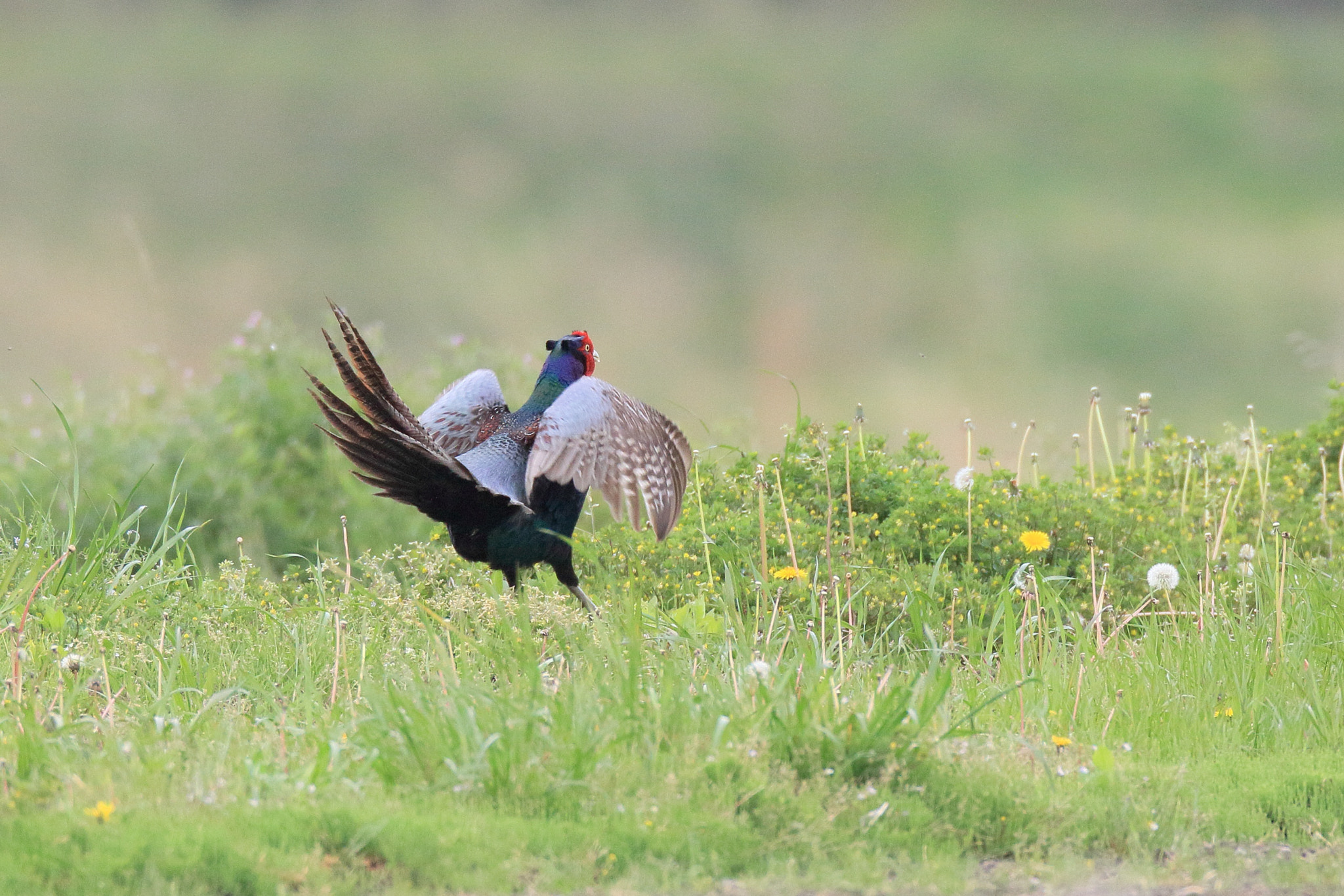 Canon EOS 7D Mark II + Canon EF 800mm F5.6L IS USM sample photo. キジ♂ ホロ打ち− photography