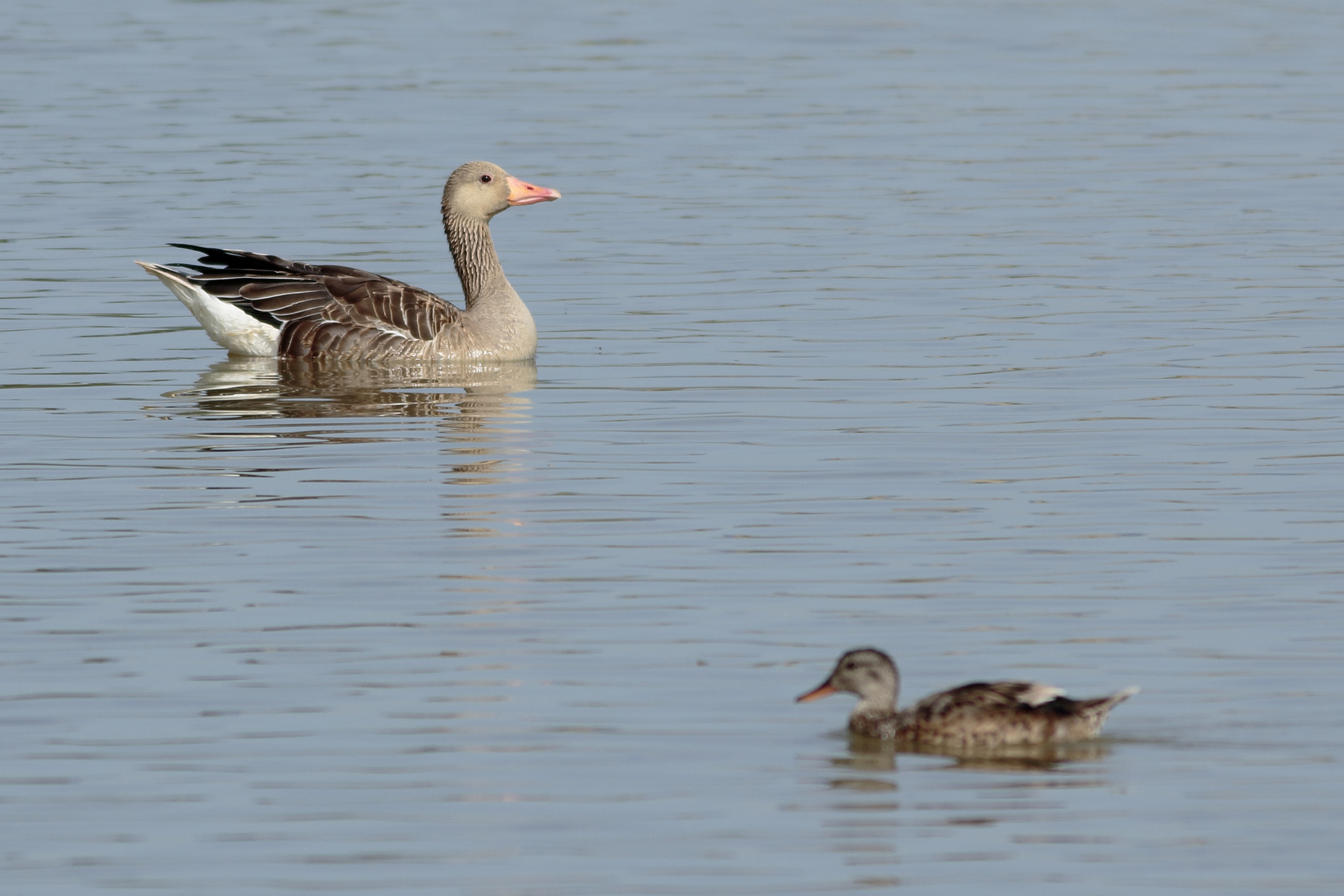 Canon EOS 7D Mark II + Canon EF 400mm F5.6L USM sample photo. Orgulloso photography