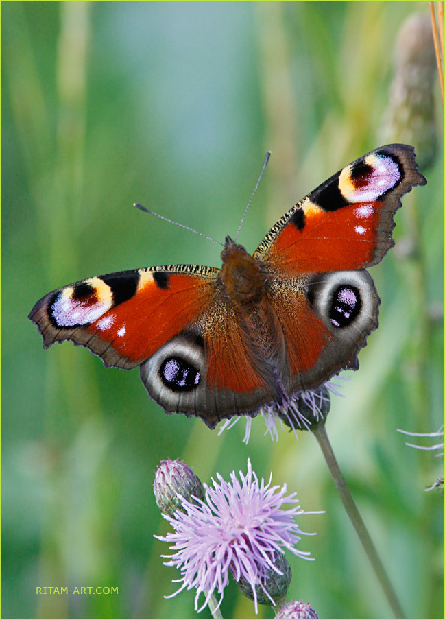 Canon EF 200mm F2.8L II USM sample photo. Taking off - inachis io butterfly / Павлиний глаз photography