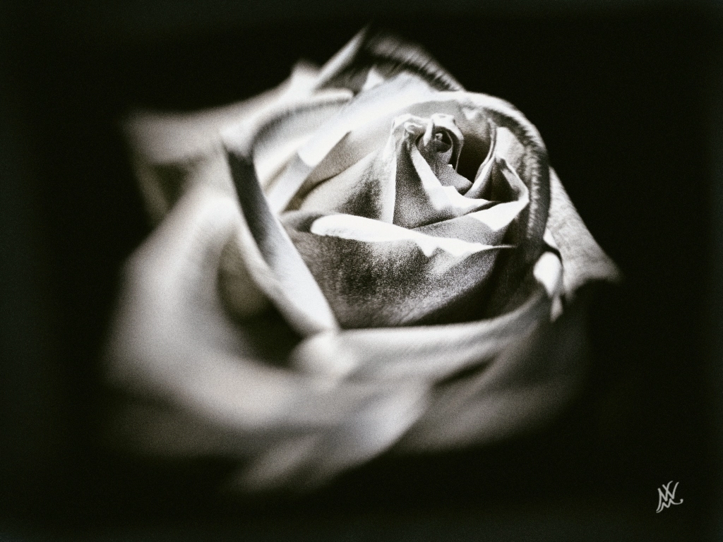 Nikon E5200 sample photo. Siempre la rosa. photography