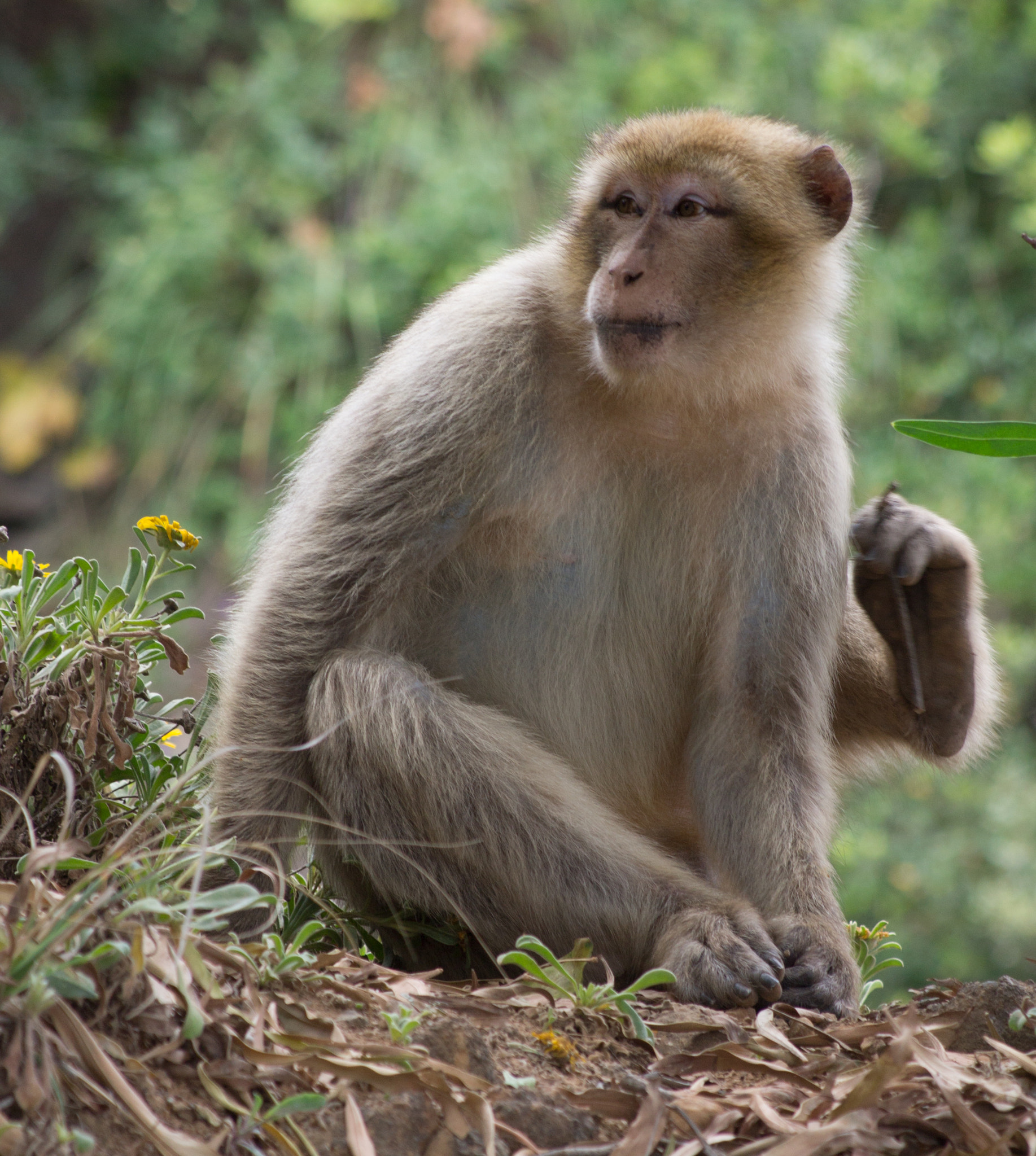 Canon EF 80-200mm F4.5-5.6 II sample photo. Jijel photography