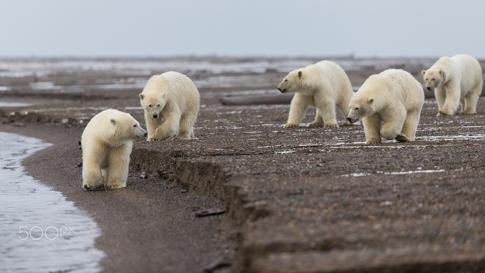 Canon EF 200-400mm F4L IS USM Extender 1.4x sample photo. Ours polaire / polar bear photography