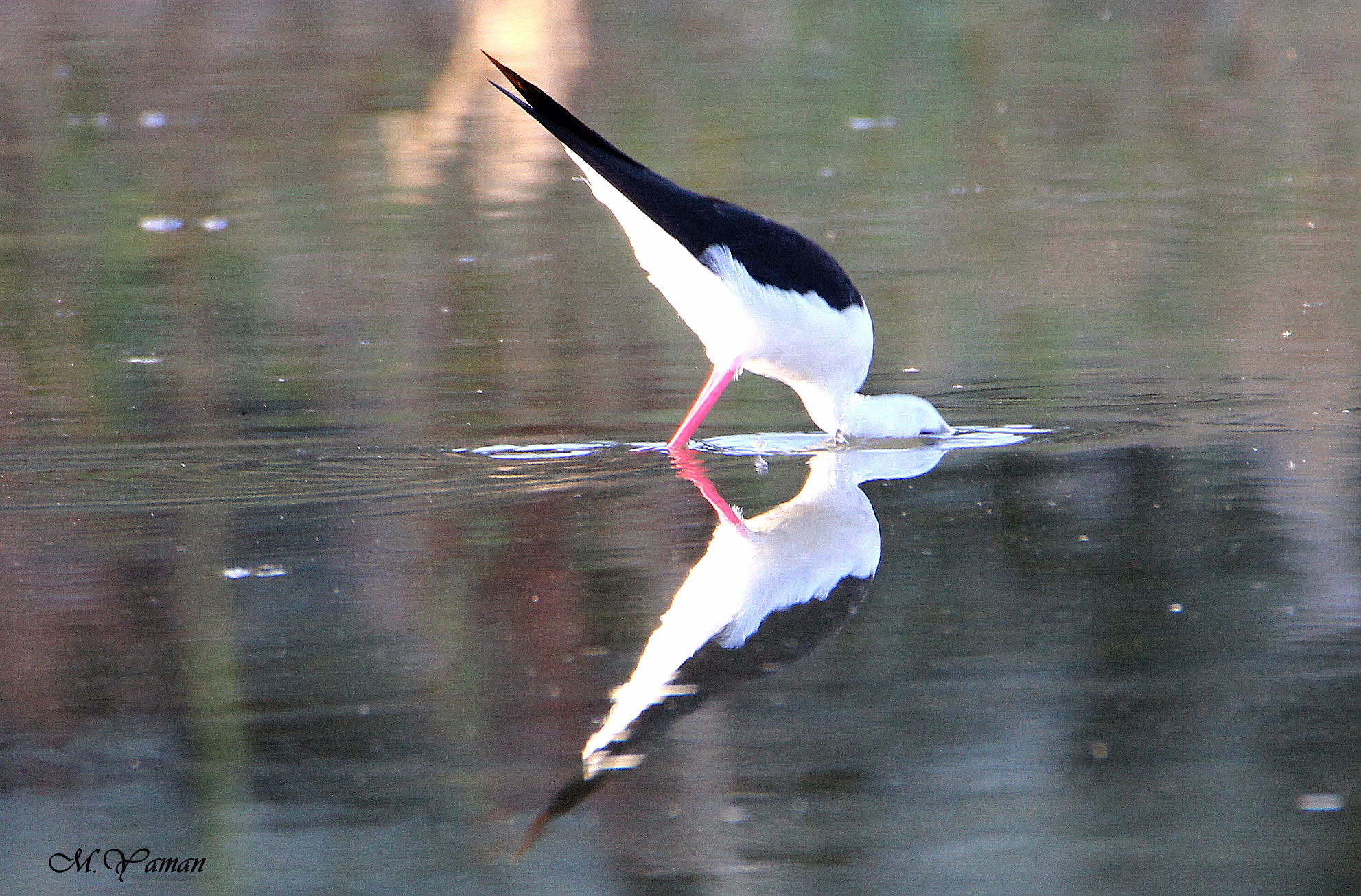 Tamron SP 150-600mm F5-6.3 Di VC USD sample photo. Black-winged stilt - uzunbacak photography