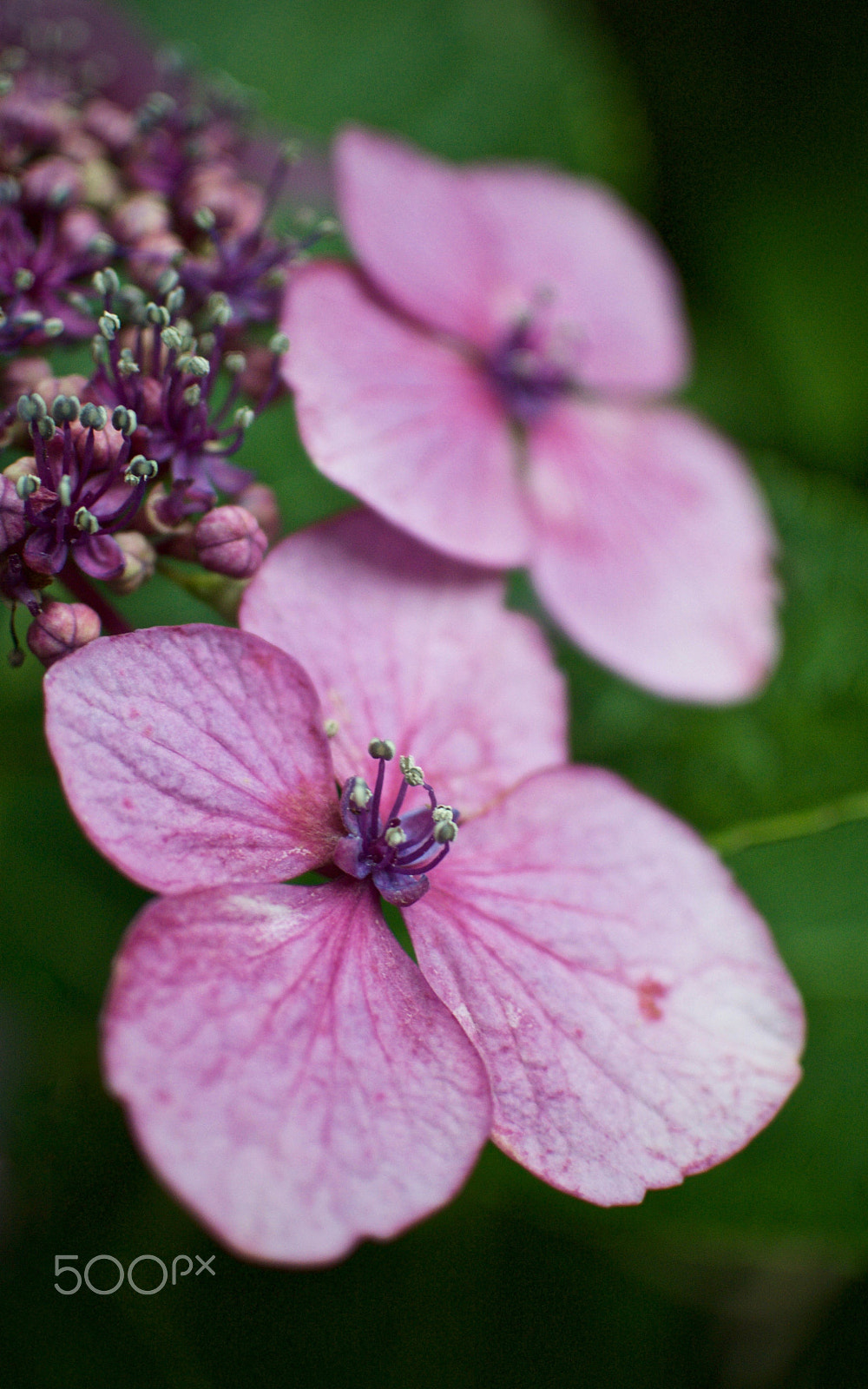 Nikon 1 J2 + Nikon 1 Nikkor 18.5mm F1.8 sample photo. Pink hydrangea photography