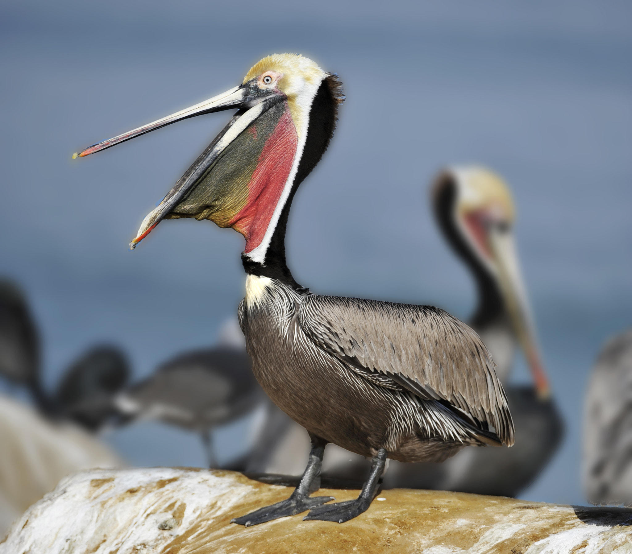 Nikon D3 sample photo. Pelican photography