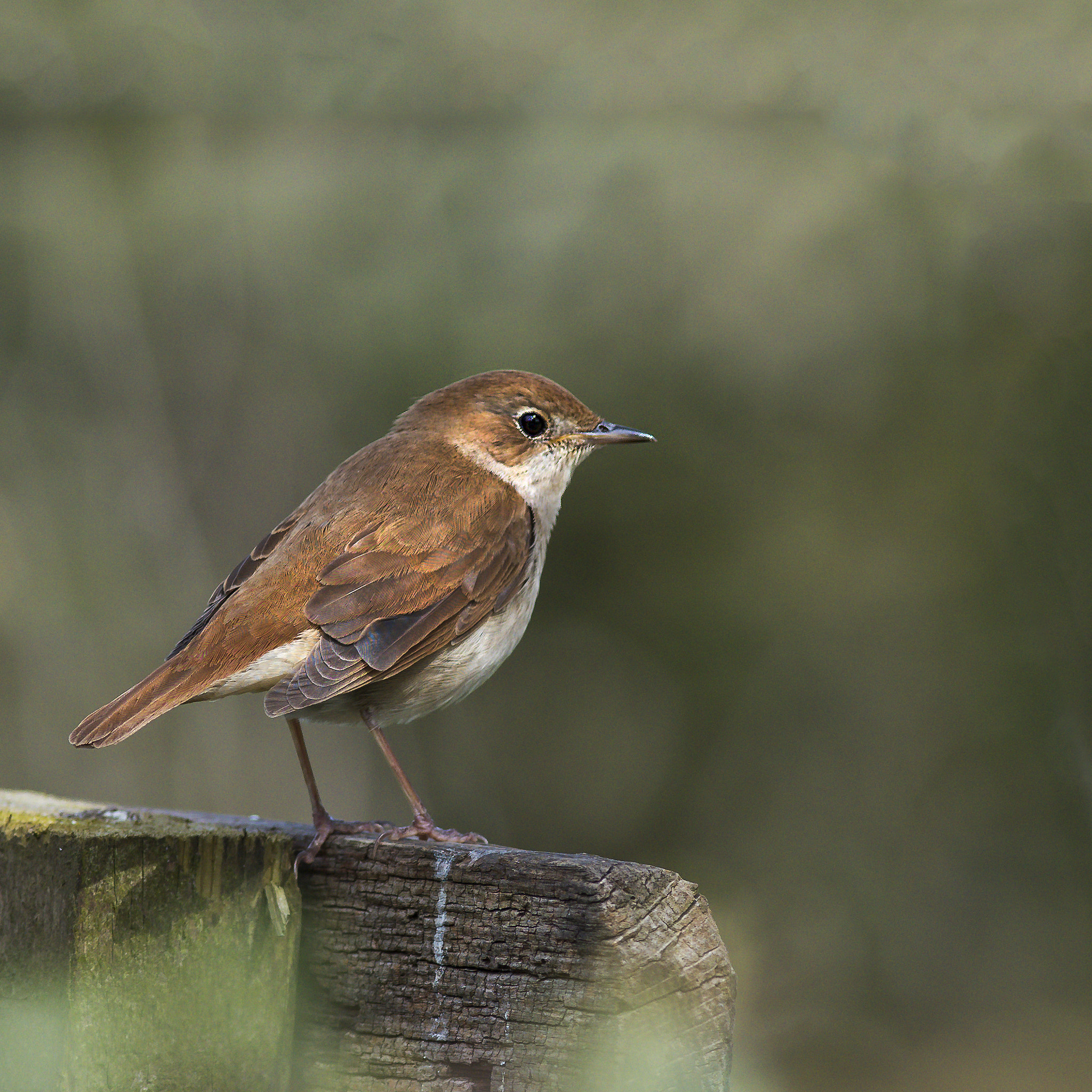 Nikon D810 + Nikon AF-S Nikkor 300mm F2.8G ED-IF VR sample photo. Nightingale photography