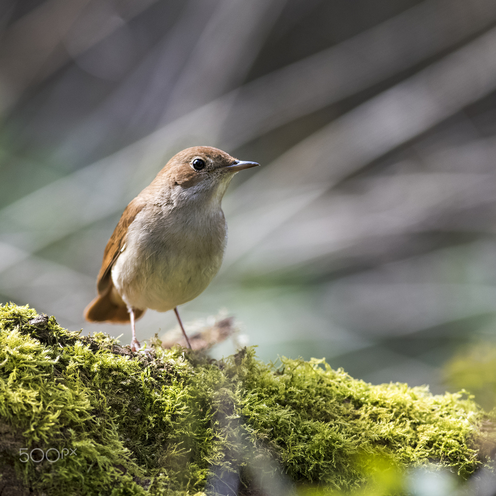 Nikon D810 + Nikon AF-S Nikkor 300mm F2.8G ED-IF VR sample photo. Nightingale photography