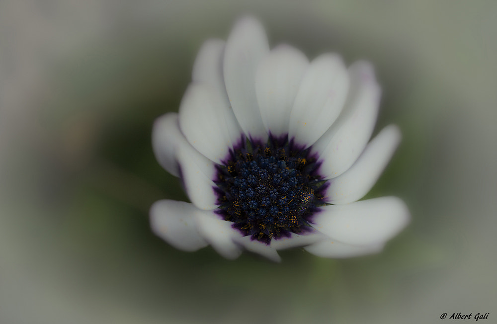 Nikon D610 + Nikon AF Micro-Nikkor 60mm F2.8D sample photo. Flower photography