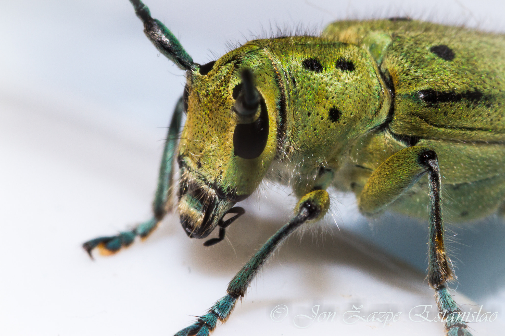 Canon EOS 7D + Sigma 105mm F2.8 EX DG Macro sample photo. Bug photography