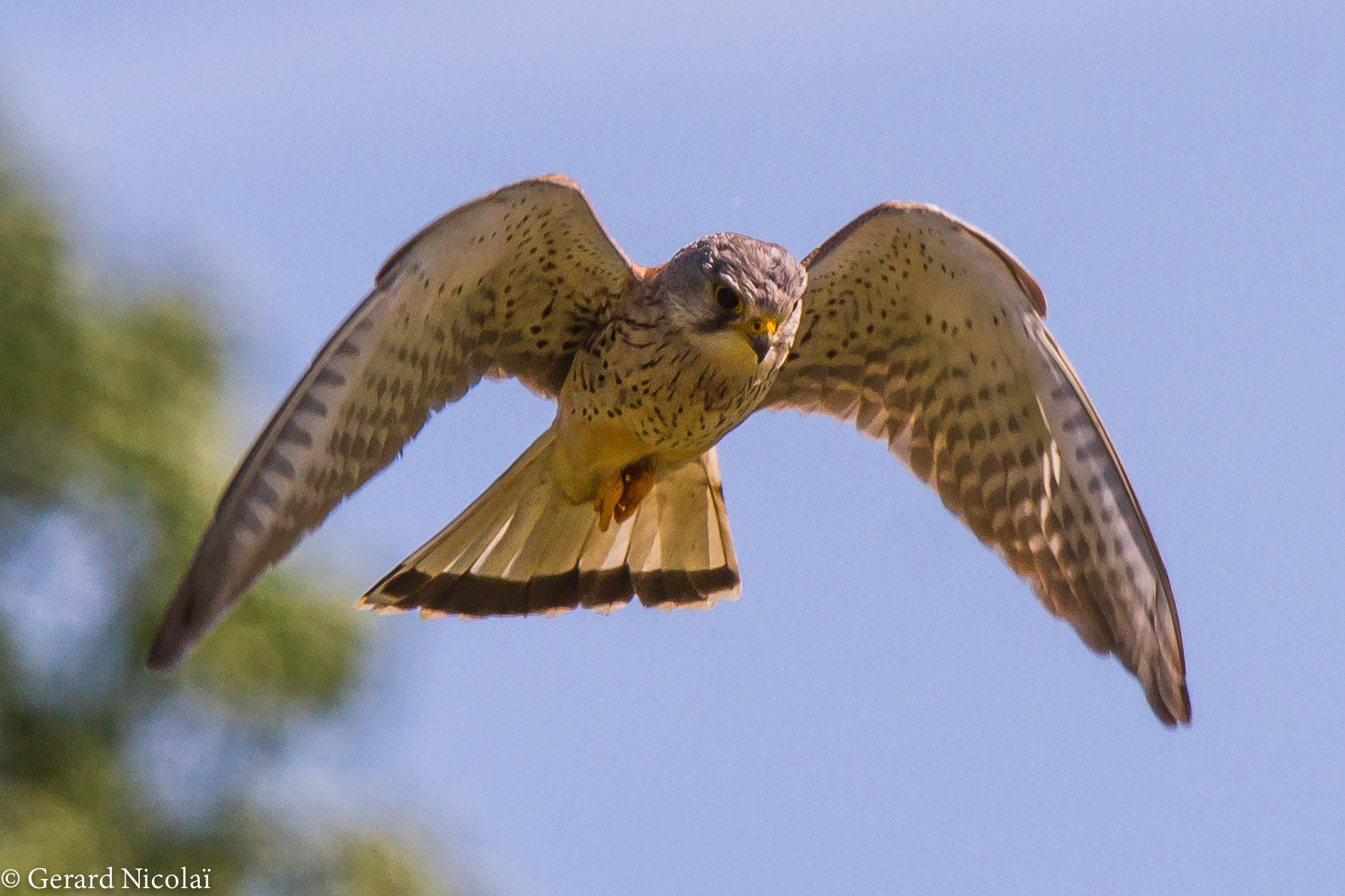 Canon EF 300mm F2.8L IS USM sample photo. Praying kestrel photography