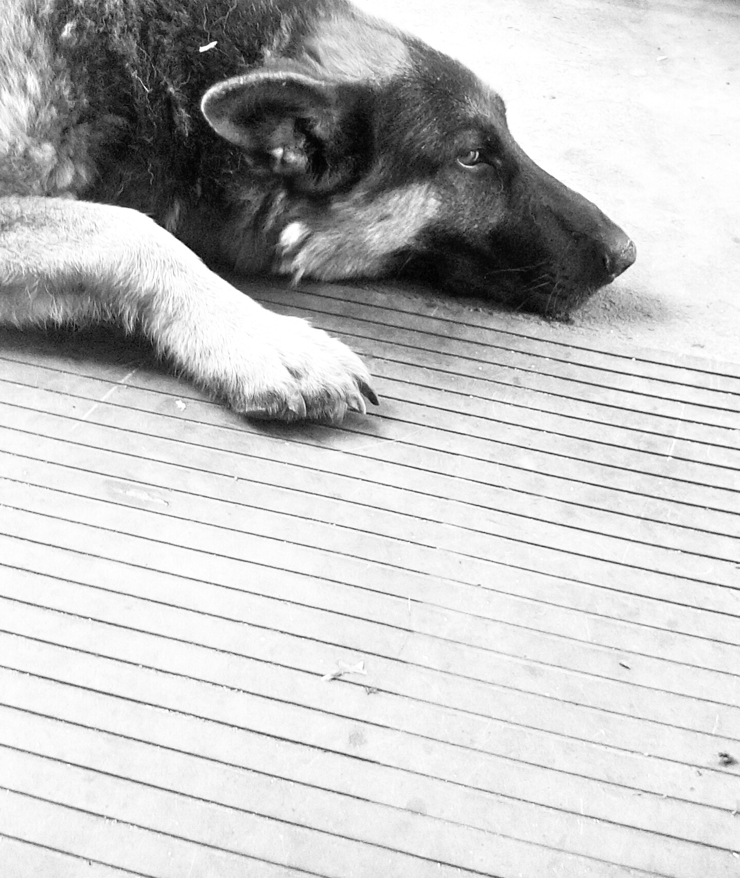 LG LEON sample photo. Rex - my dog  photography