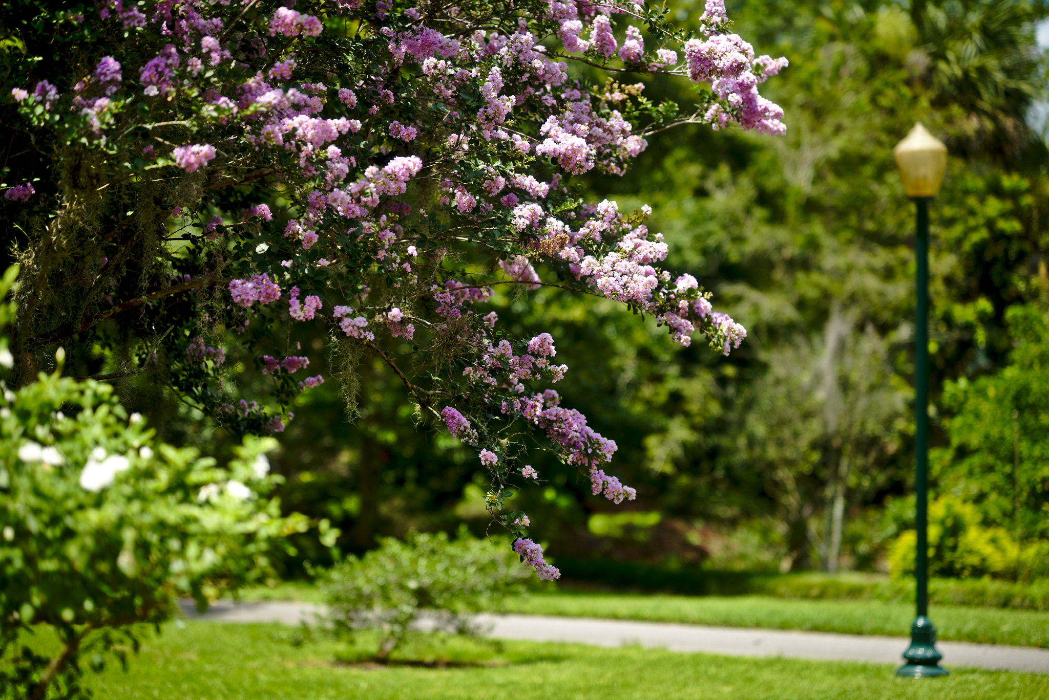 Nikon D810 + Manual Lens No CPU sample photo. Pink crepe myrtle photography