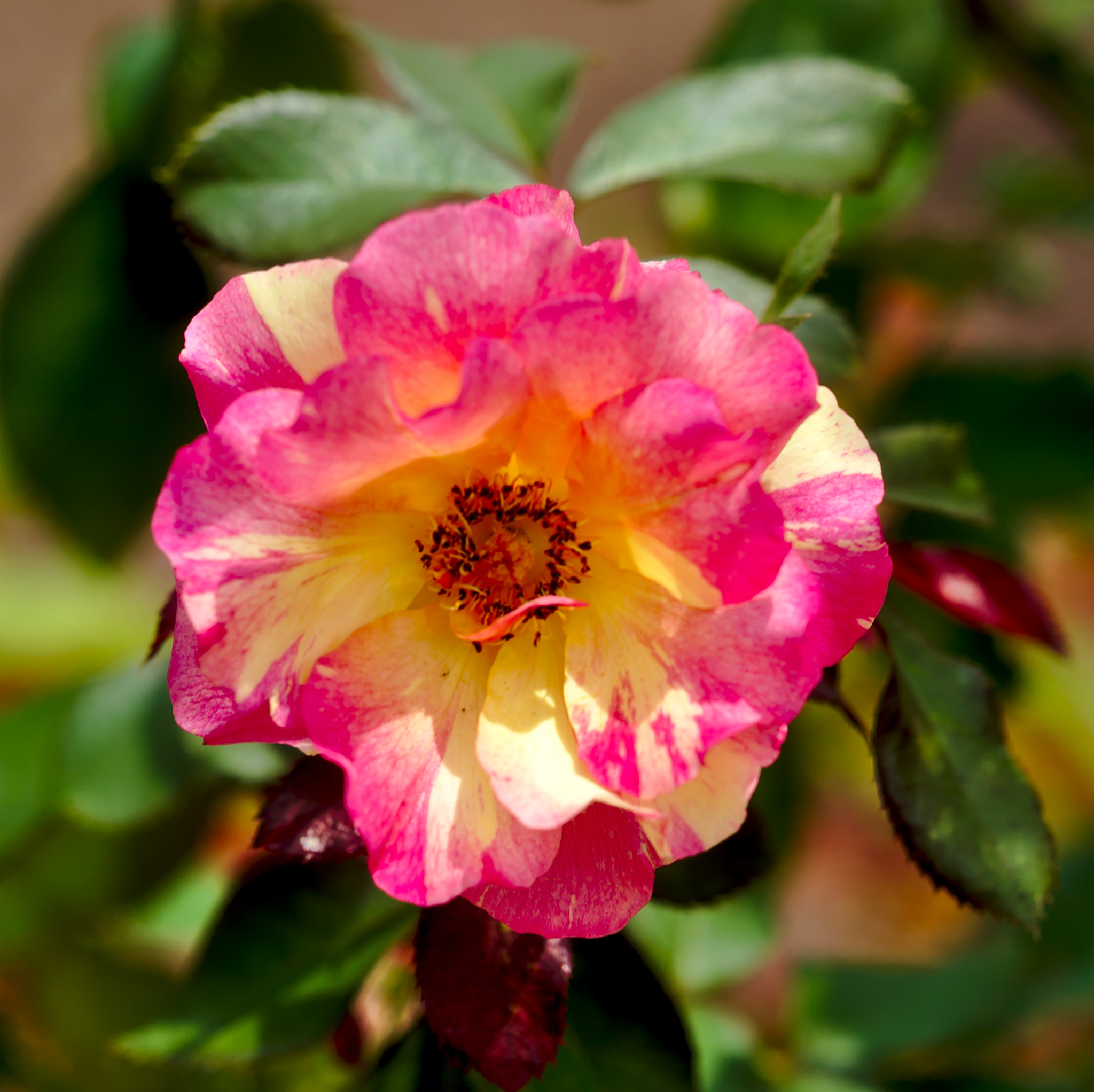 Manual Lens No CPU sample photo. "cherry parfait" - a hybrid tea rose photography