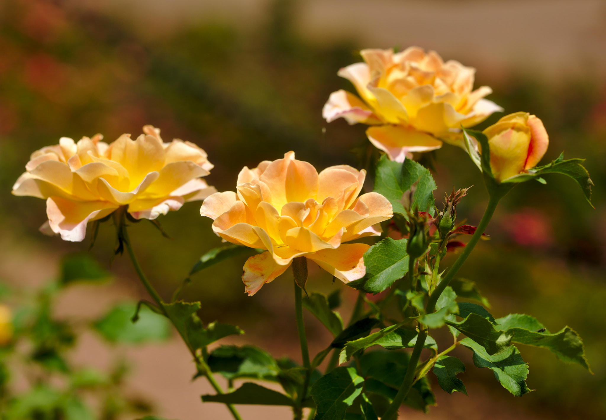 Nikon D810 + Manual Lens No CPU sample photo. "flo nelson" - a hybrid tea rose photography