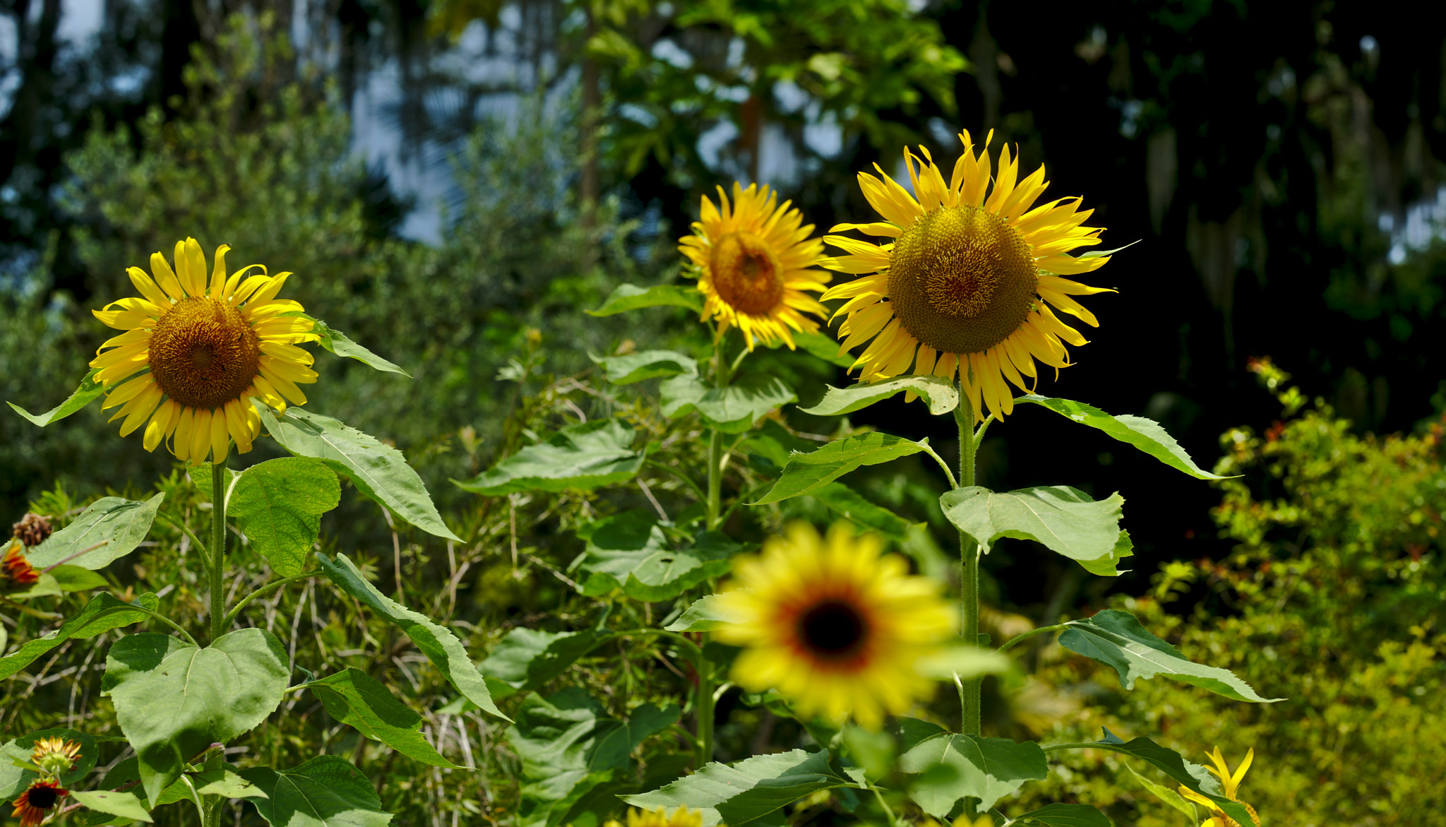 Nikon D810 + Manual Lens No CPU sample photo. Sunflowers in the sun photography