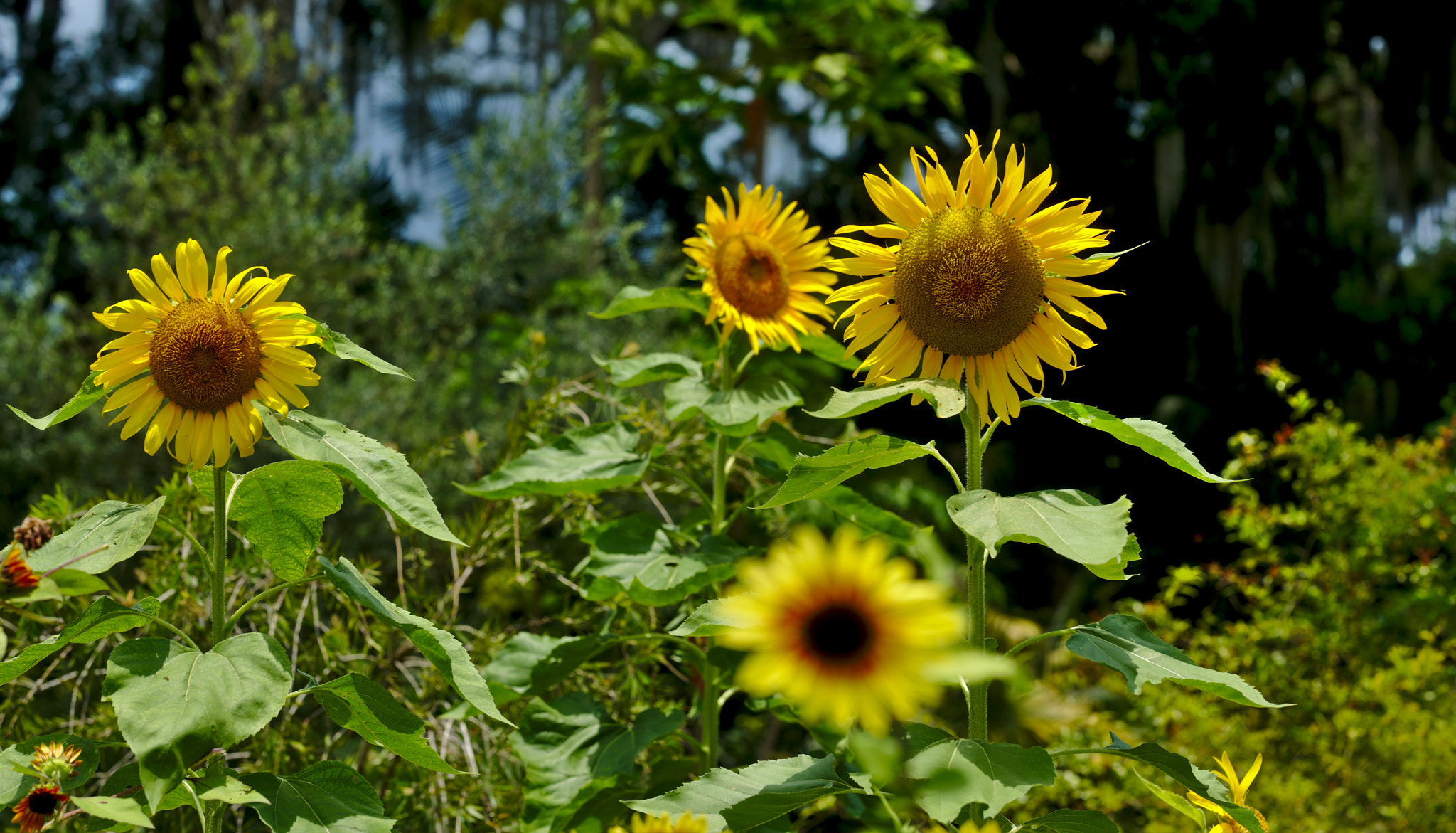 Manual Lens No CPU sample photo. Sunflowers in the sun photography
