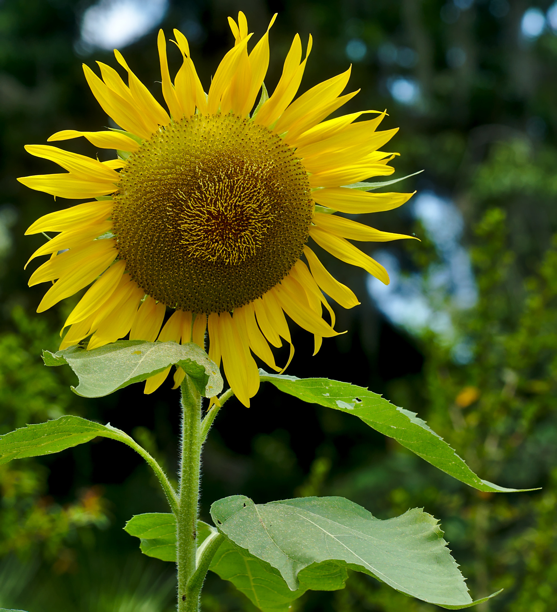 Nikon D810 + Manual Lens No CPU sample photo. Sunny sunflower photography