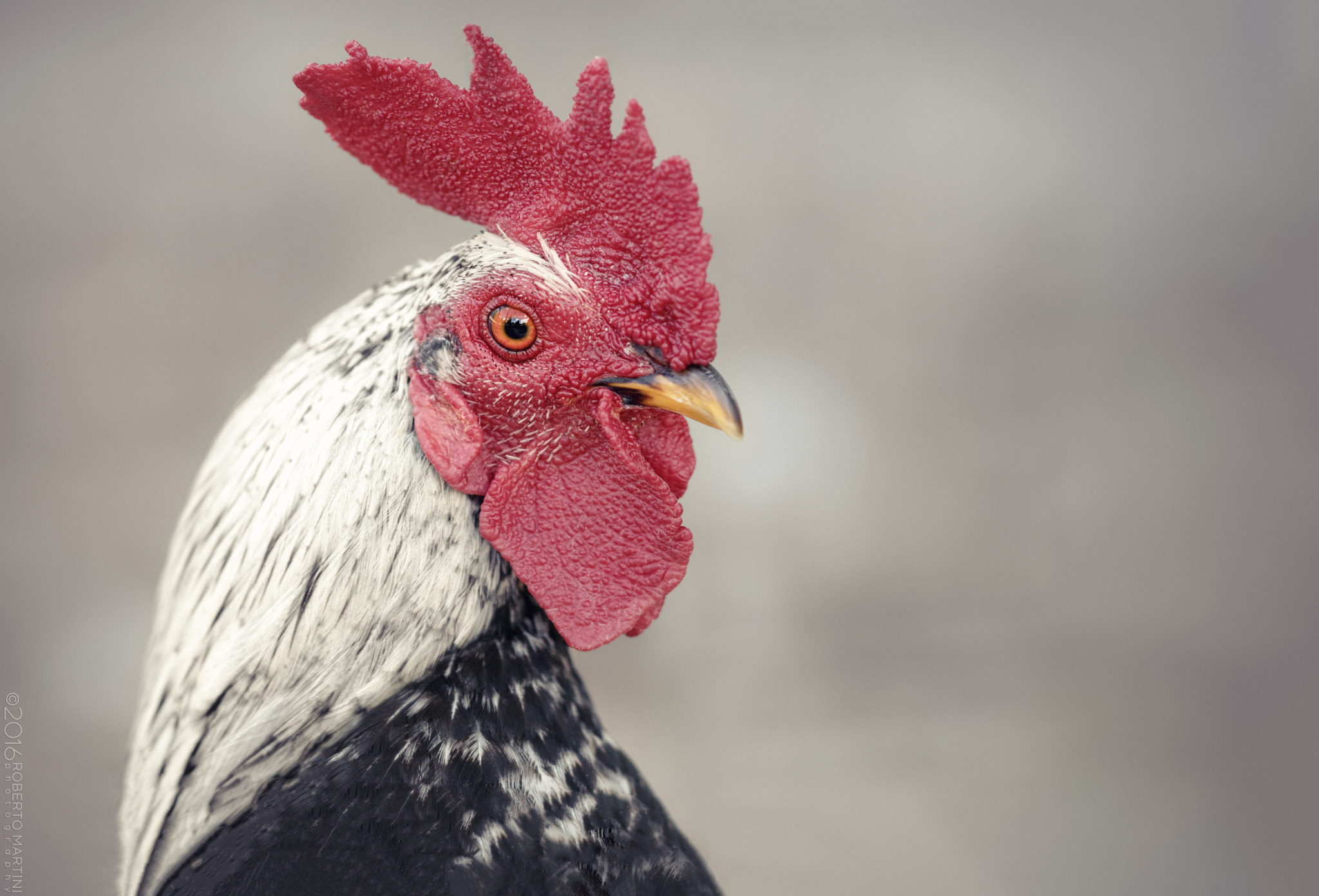 Sony Sonnar T* 135mm F1.8 ZA sample photo. Rooster photography
