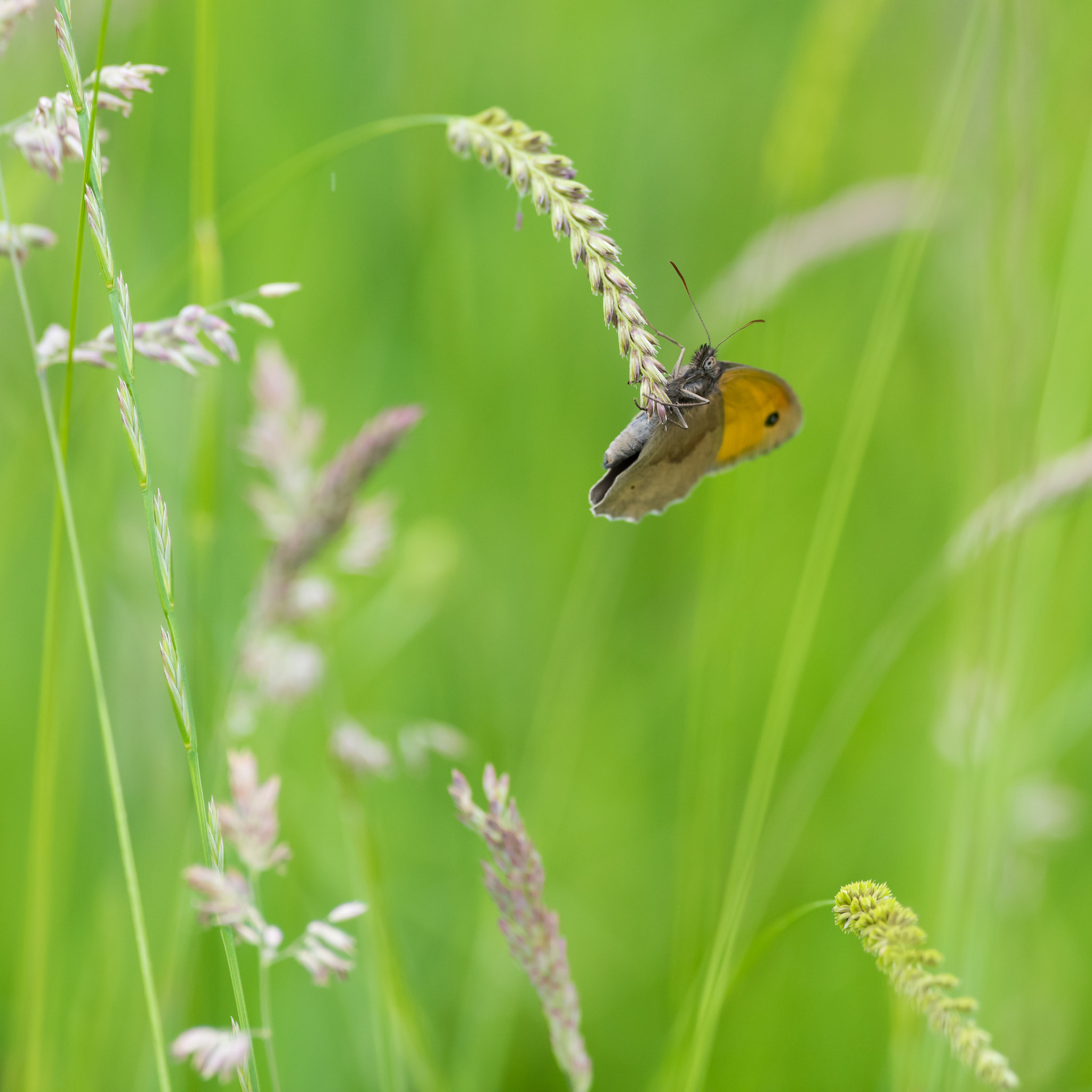 AF-S Nikkor 300mm f/2.8D IF-ED II sample photo. A moment's rest photography