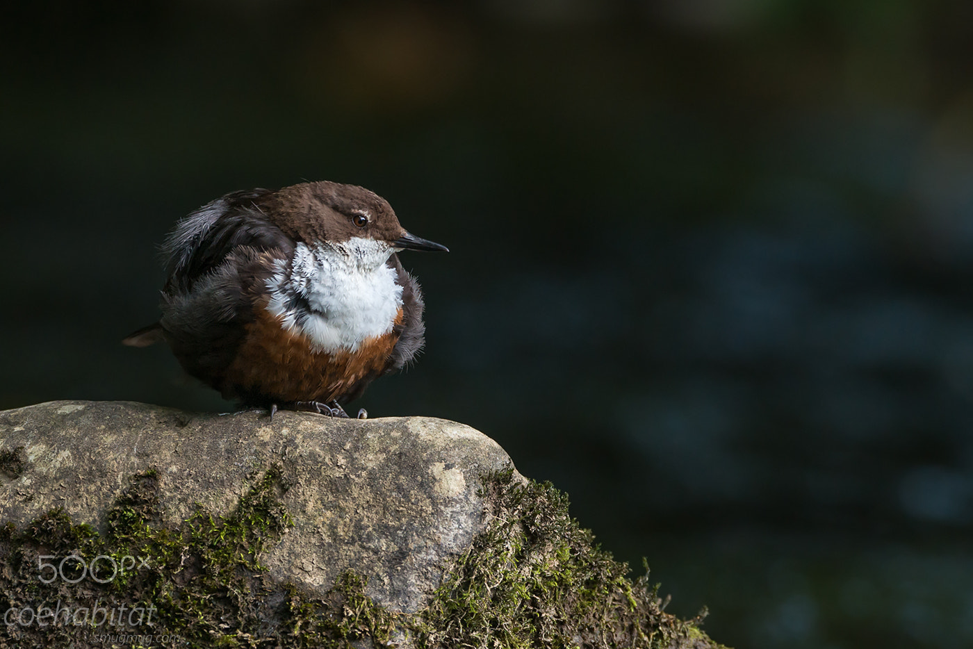 Nikon AF-S Nikkor 200-400mm F4G ED-IF VR sample photo. In amongst the shadows photography