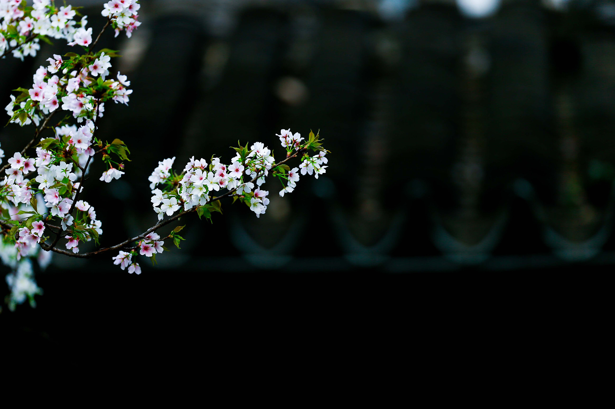 Canon EOS-1D X + Canon EF 200mm F2L IS USM sample photo