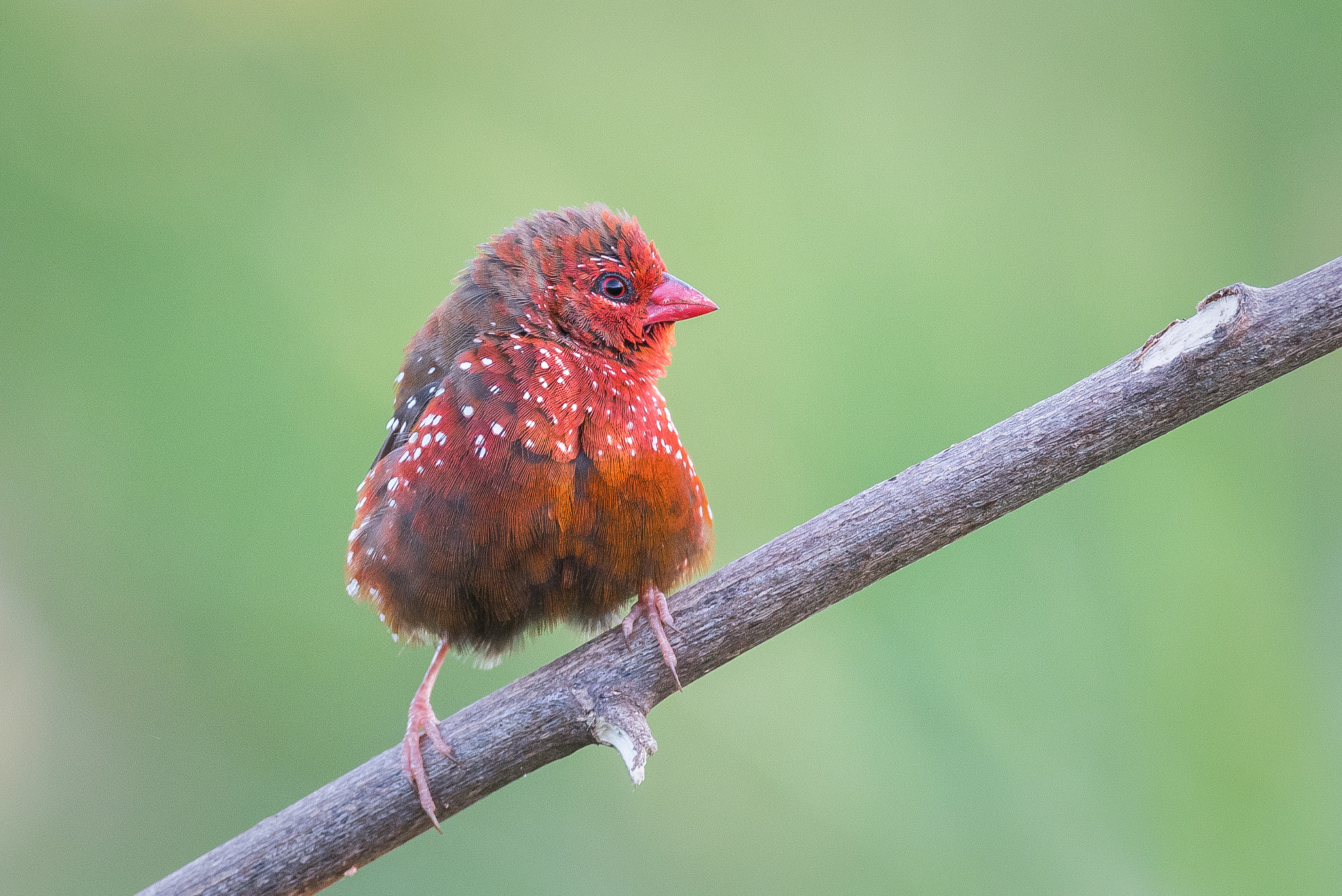 Nikon AF-S Nikkor 600mm F4E FL ED VR sample photo. Angry bird photography