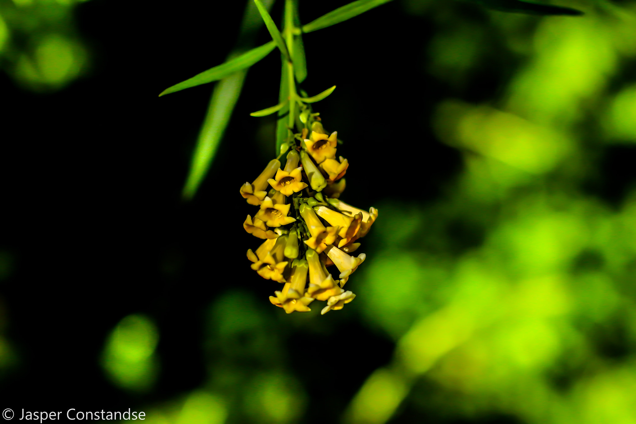 Canon EF 50mm F1.4 USM sample photo. Flower photography