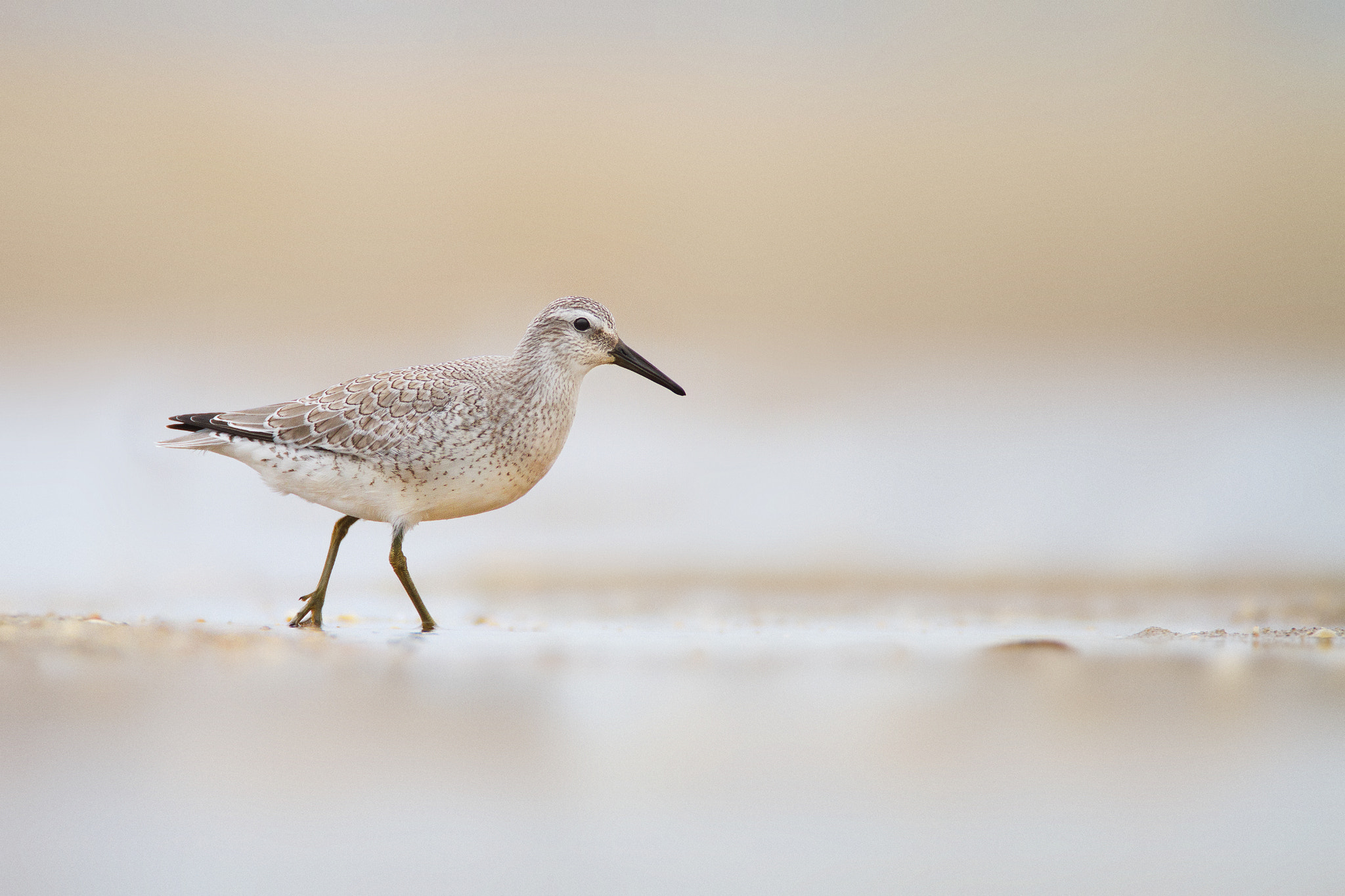 Canon EOS 7D + Canon EF 600mm F4L IS USM sample photo. Red knot photography