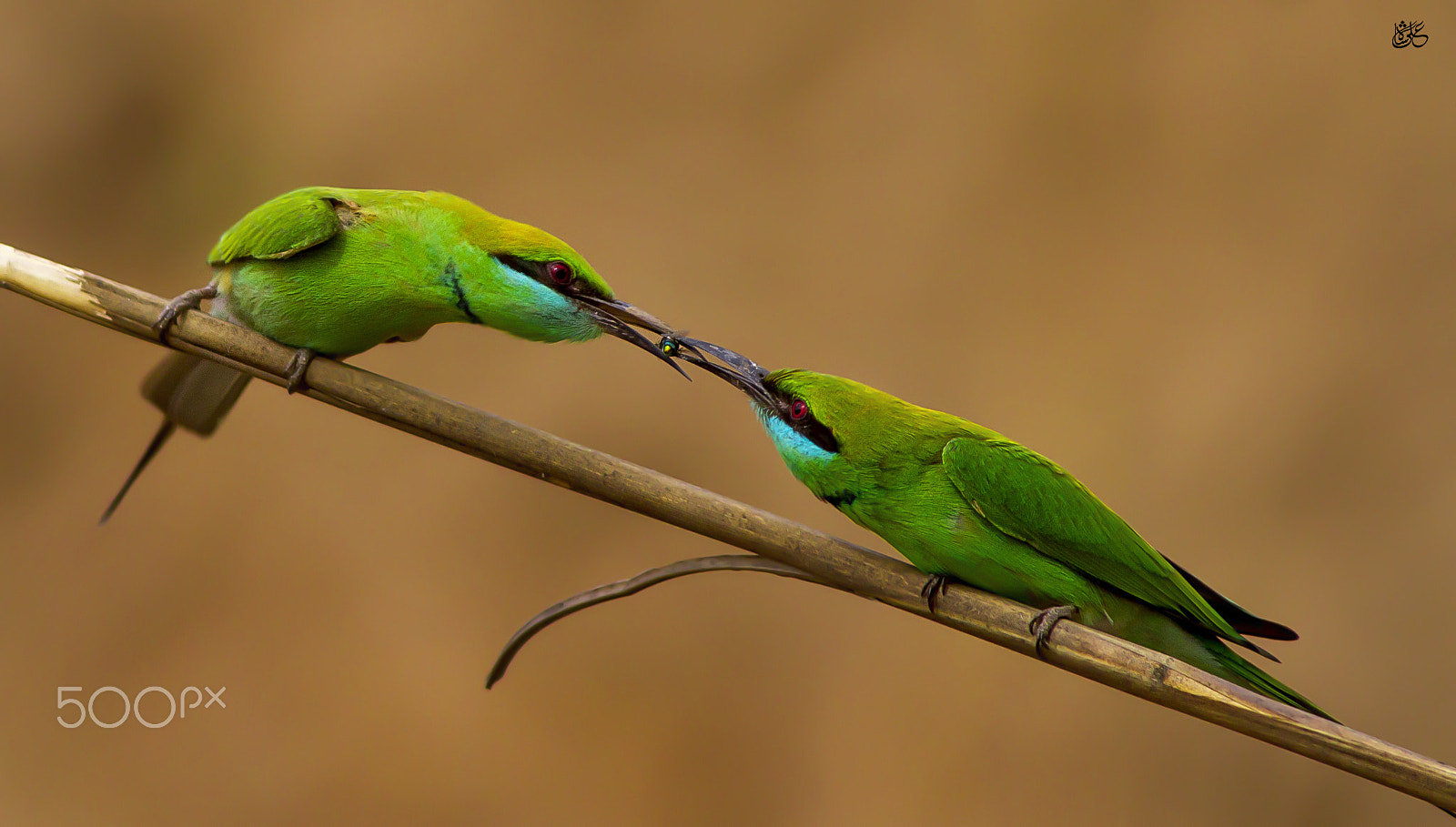 Canon EOS 7D + Canon EF 400mm F5.6L USM sample photo. Green bee eater photography
