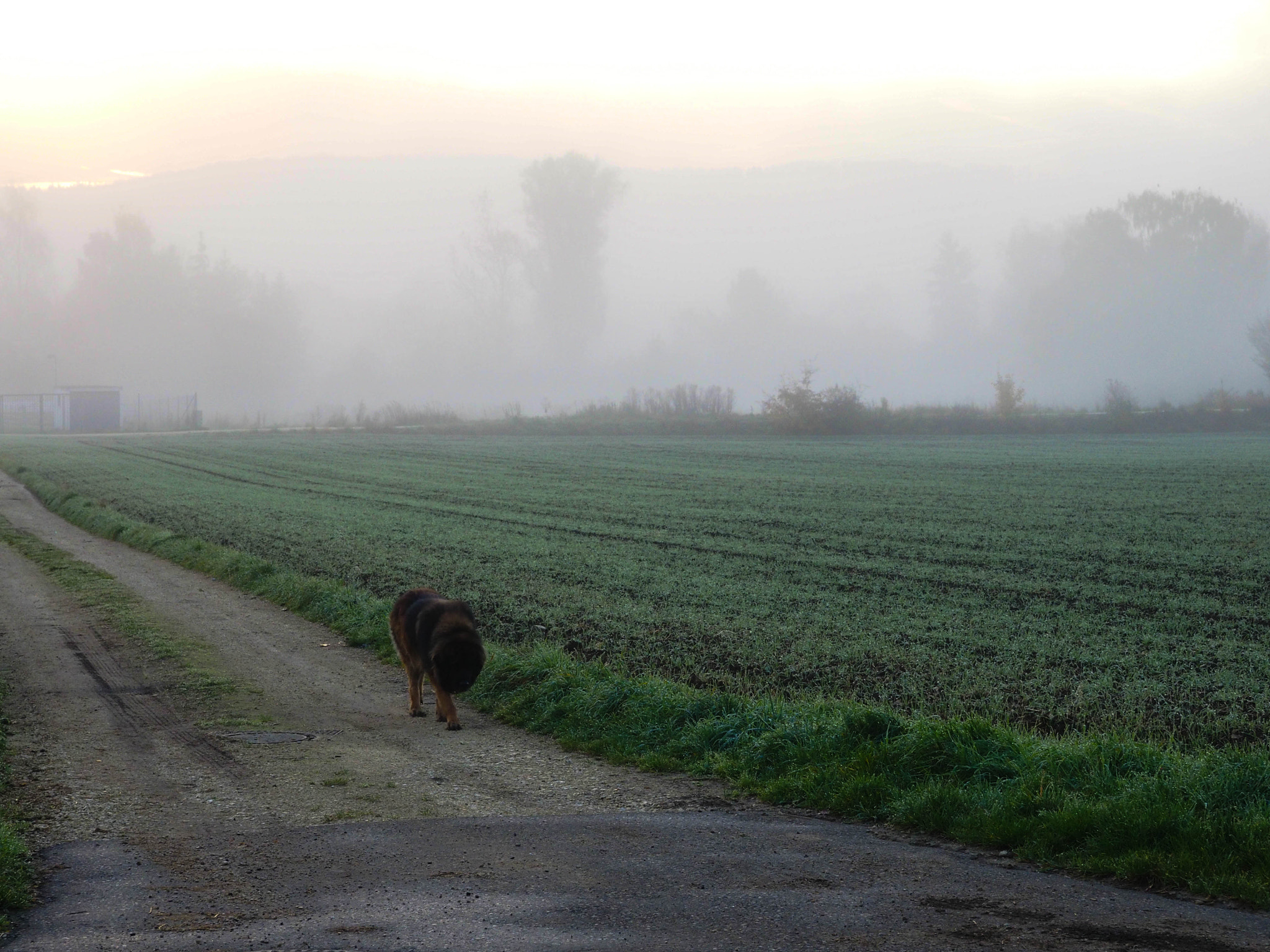 Olympus M.Zuiko Digital 14-42mm F3.5-5.6 II R sample photo. The hound of the bärbelvilles... photography