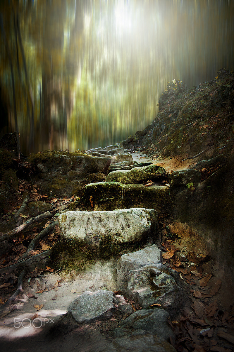 Canon EF-S 18-55mm F3.5-5.6 sample photo. Forest fantasy photography