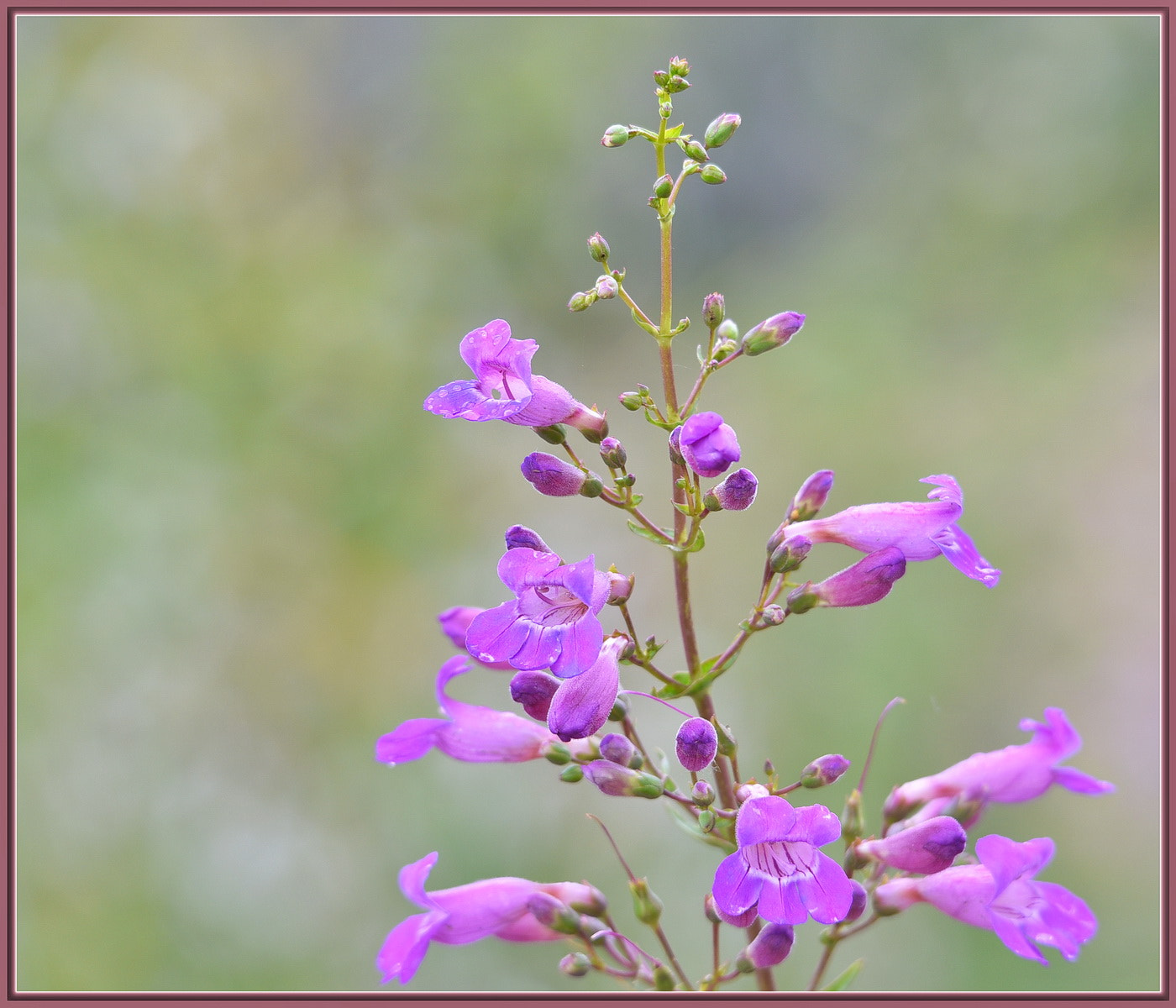 Sigma 120-400mm F4.5-5.6 DG OS HSM sample photo. Wind-whipped wildflowers photography
