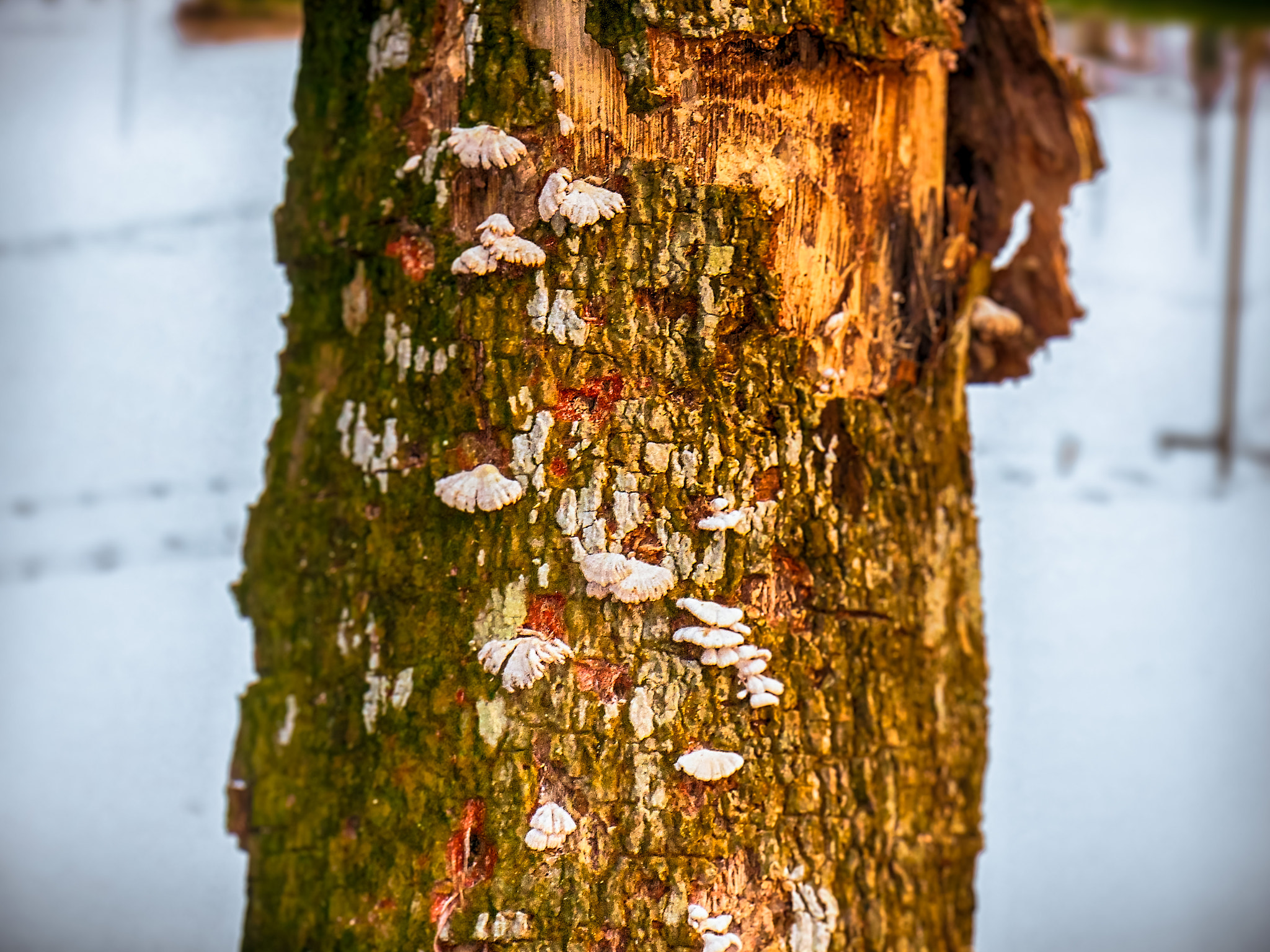 Nikon COOLPIX S3400 sample photo. Fungi tree-0438 photography