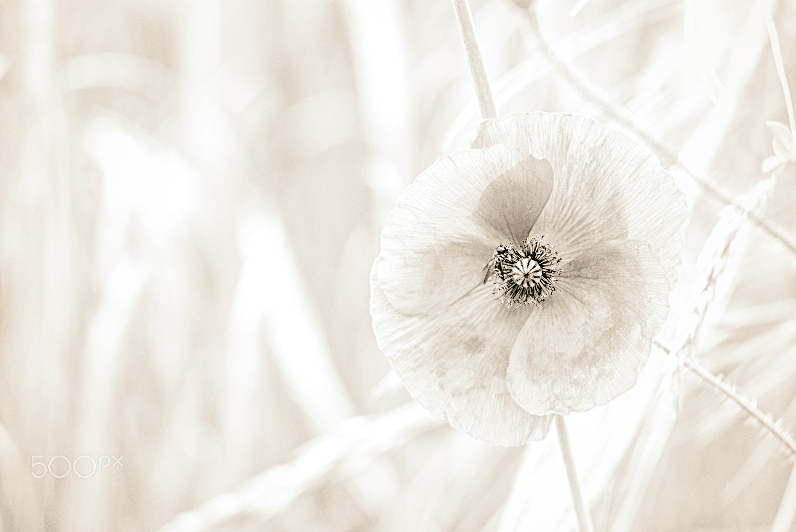 Nikon D80 + AF Nikkor 70-210mm f/4-5.6 sample photo. Ô temps suspends ton vol ... photography