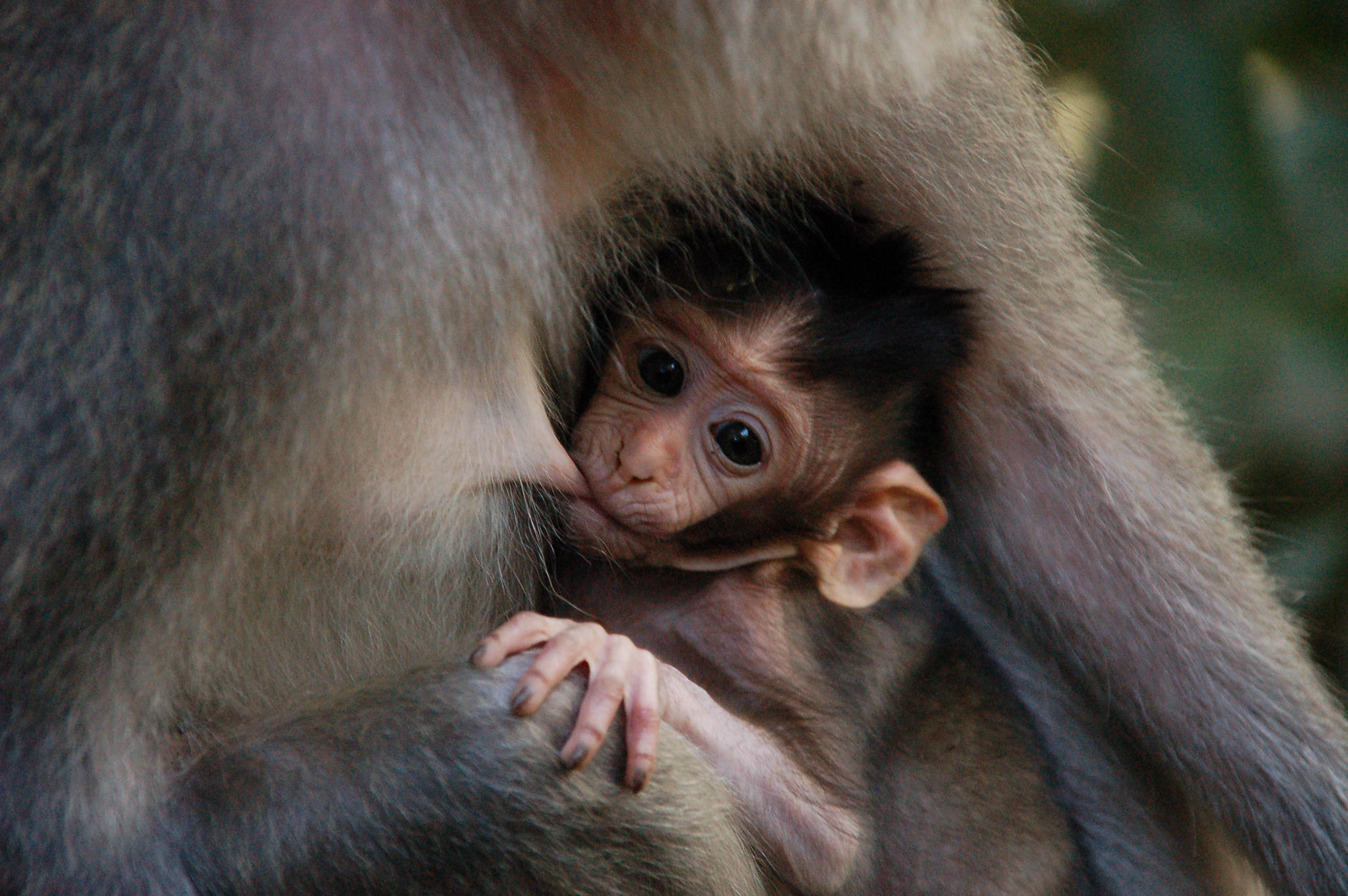 Nikon D50 + Sigma 18-200mm F3.5-6.3 DC sample photo. Baby monkey photography