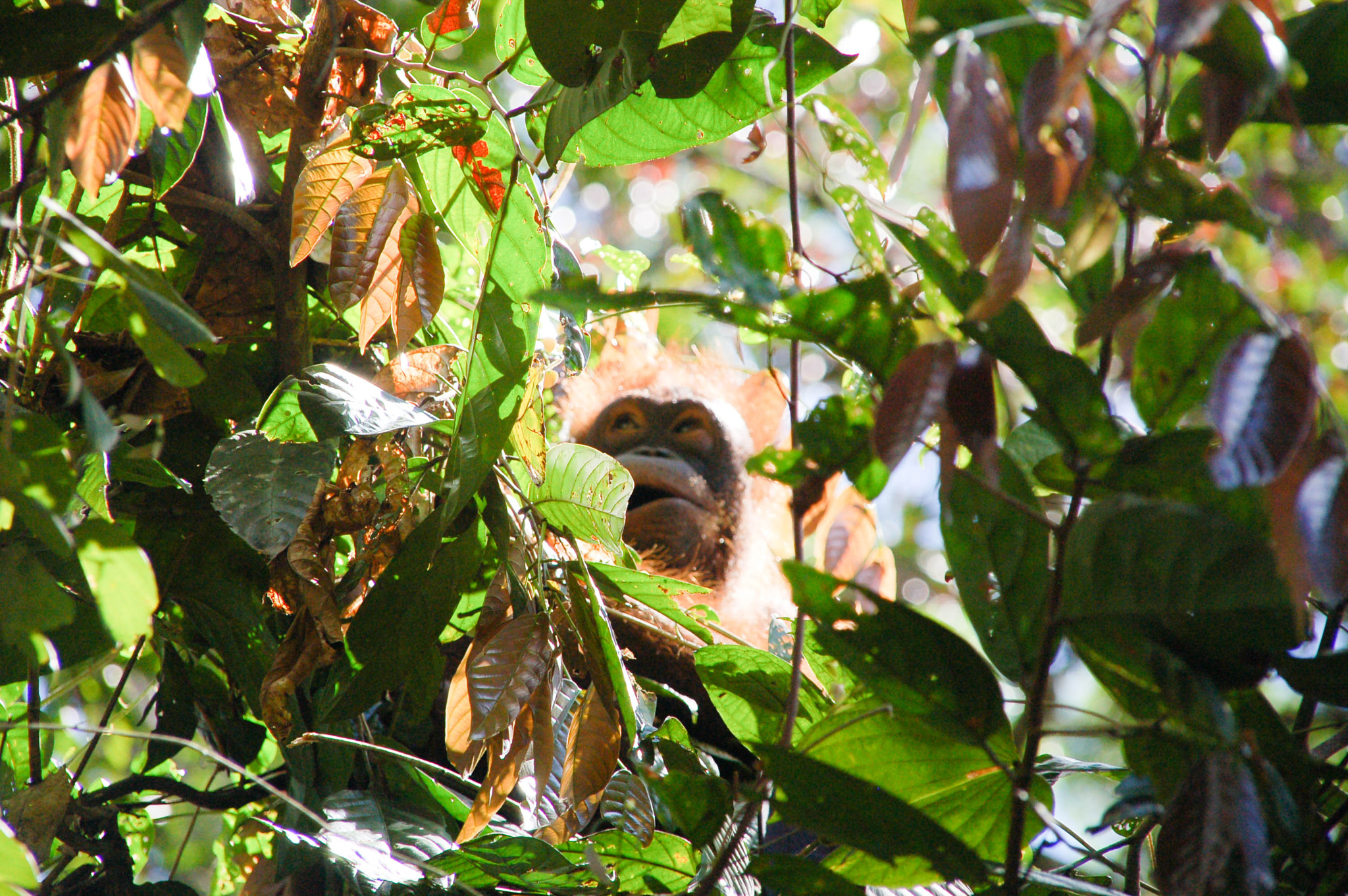 Nikon D50 + Sigma 18-200mm F3.5-6.3 DC sample photo. Baby monkey photography