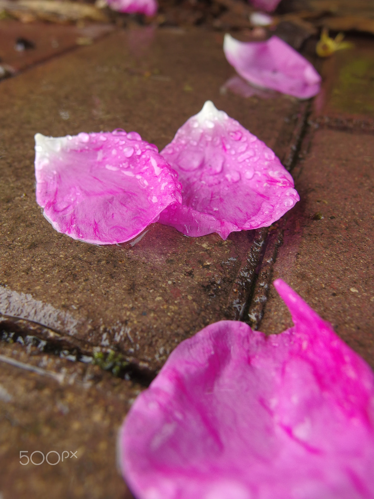 PENTAX RICOH IMAGING PENTAX MX-1 sample photo. Petals in the rain photography