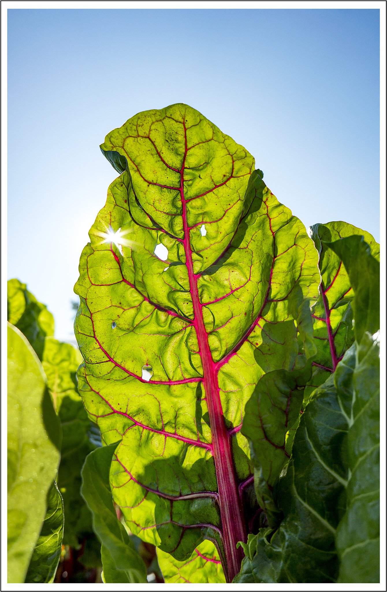 Sony Alpha NEX-7 + Sony E 16mm F2.8 sample photo. Leaf of summer photography